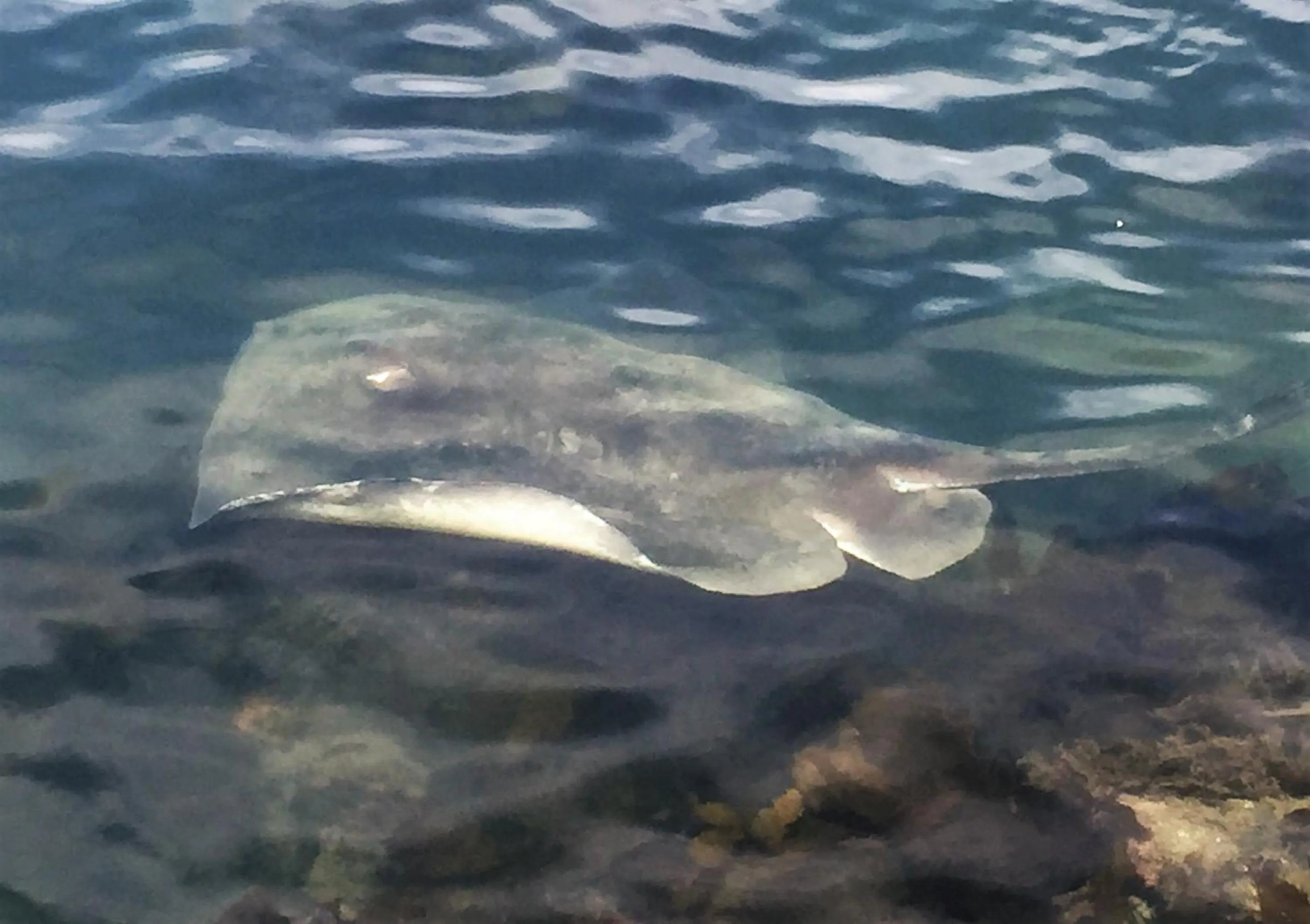 Animals in Coachman's Eden