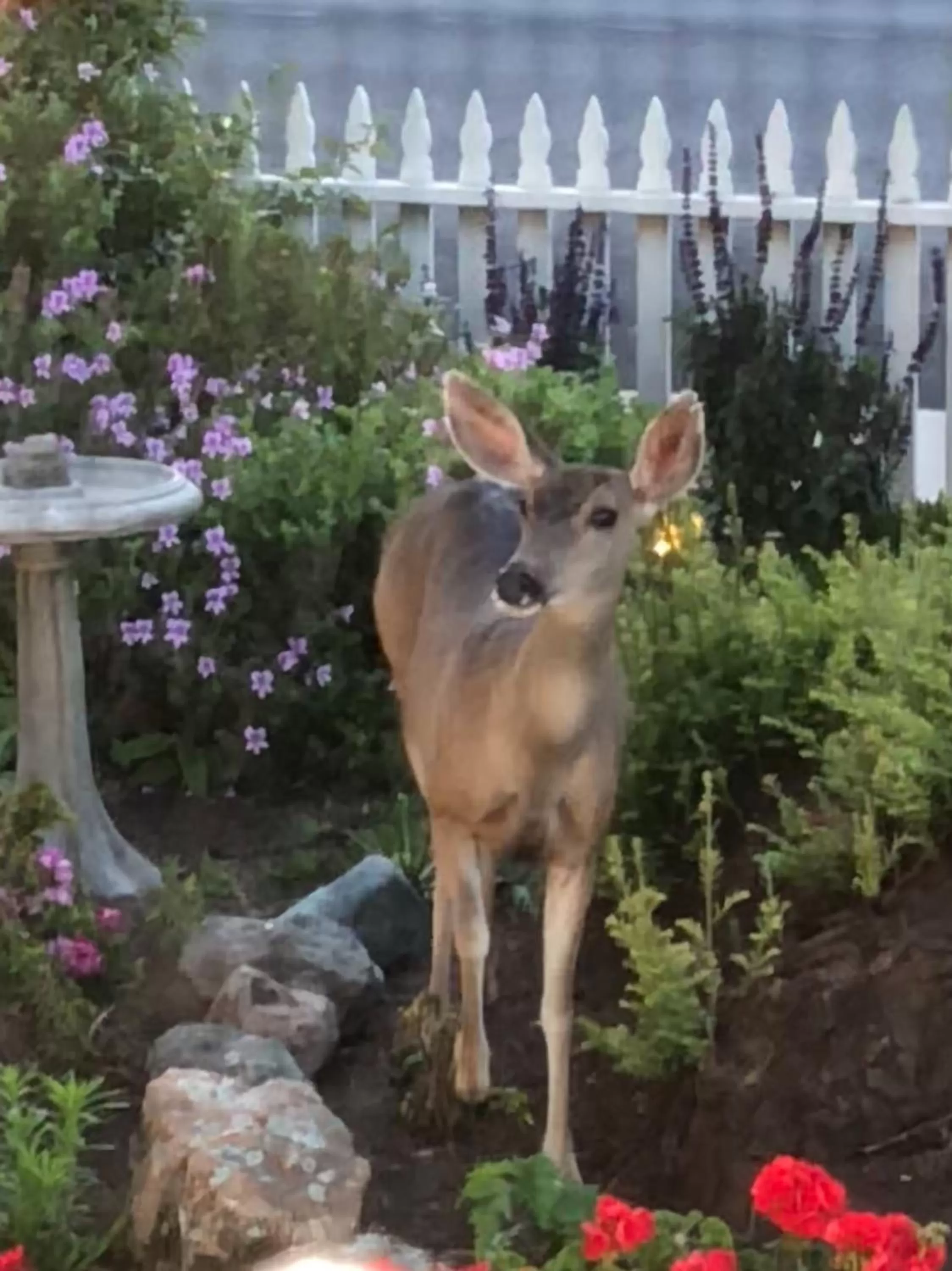 Olallieberry Inn Bed and Breakfast