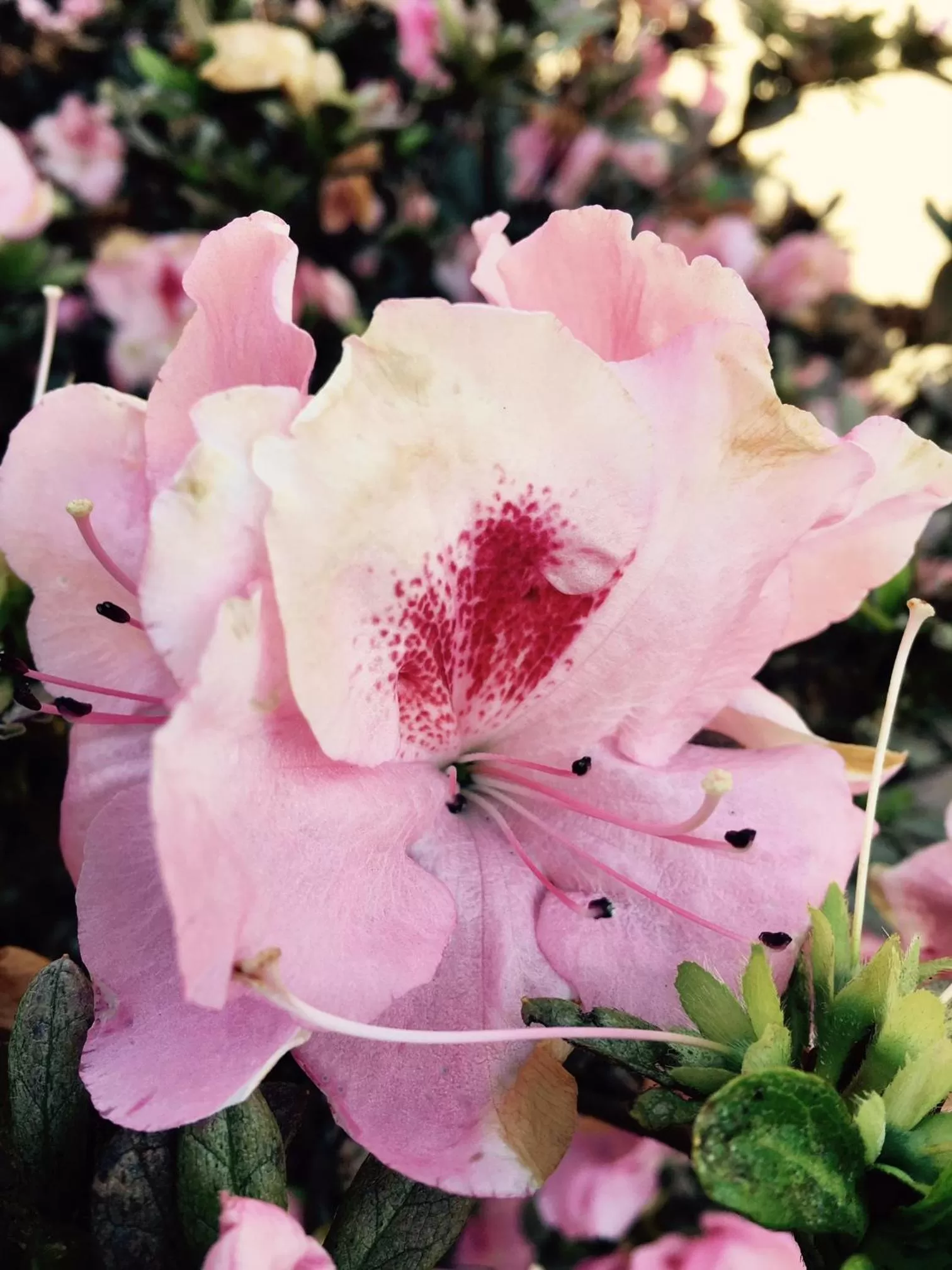 Garden in Fairway Motor Inn