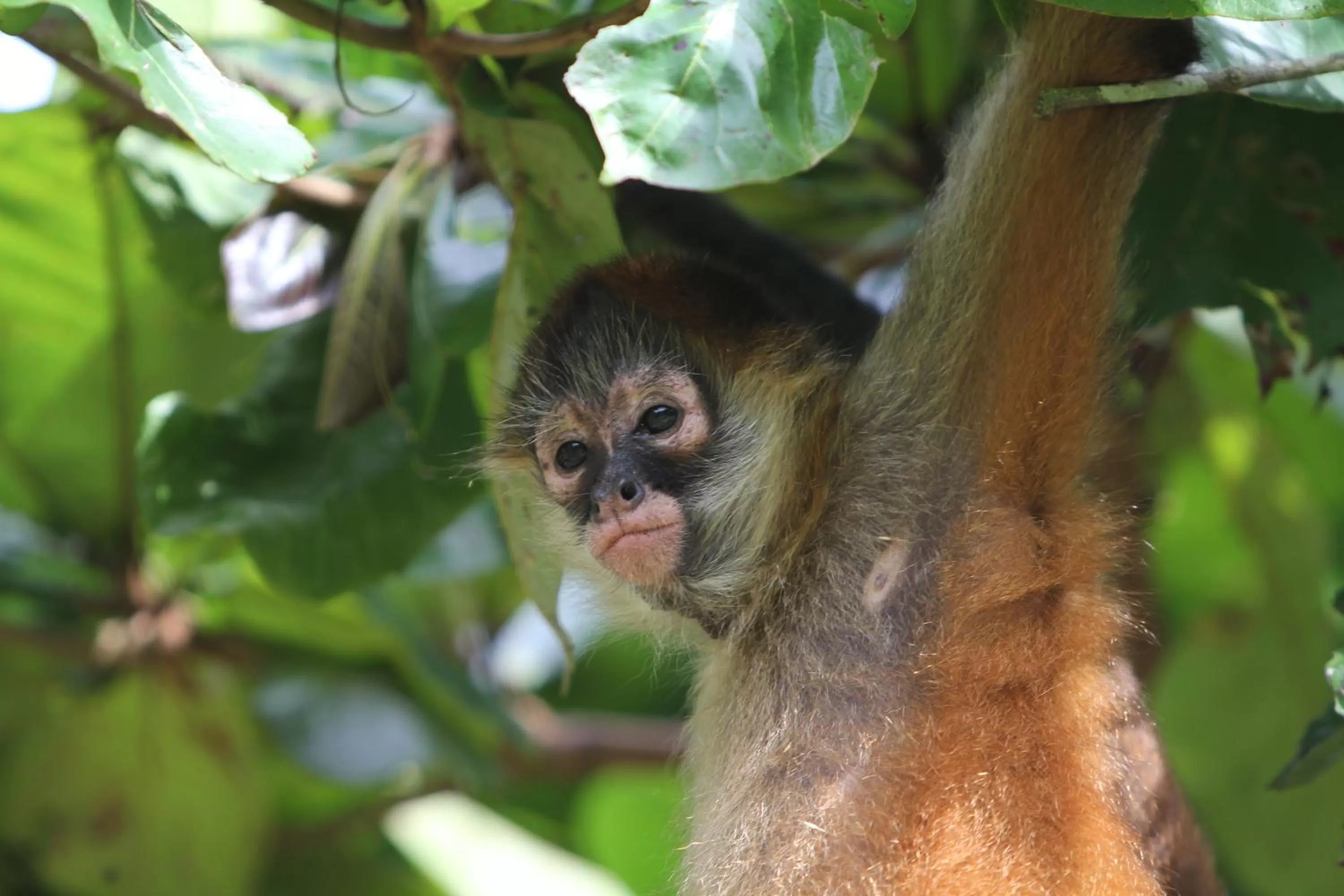 Animals, Other Animals in Monkey Lodge Panama