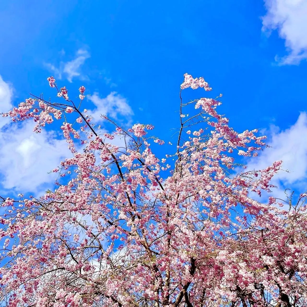 Spring in Fuji-Hakone Guest House