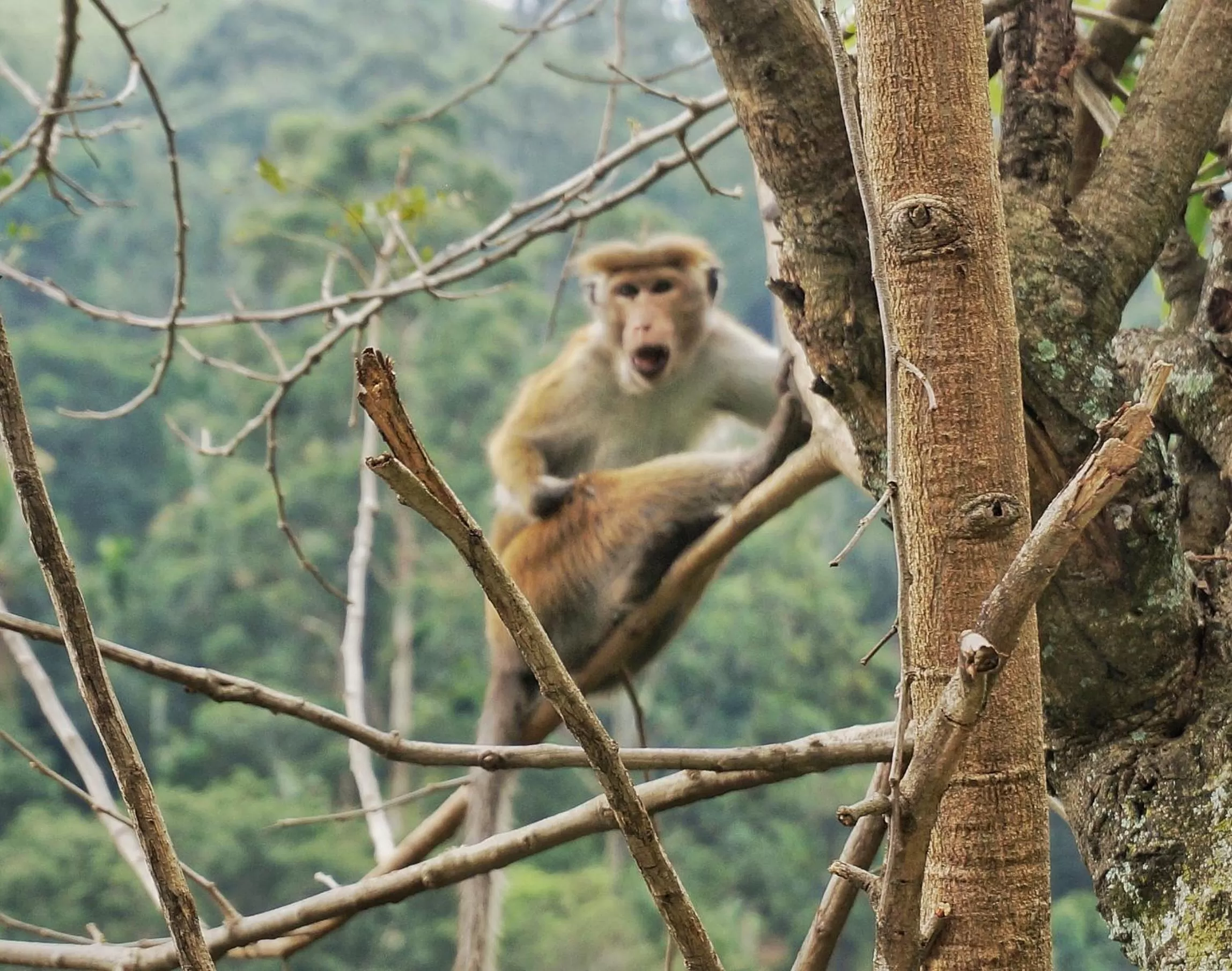 Ella Lucky Panoramic