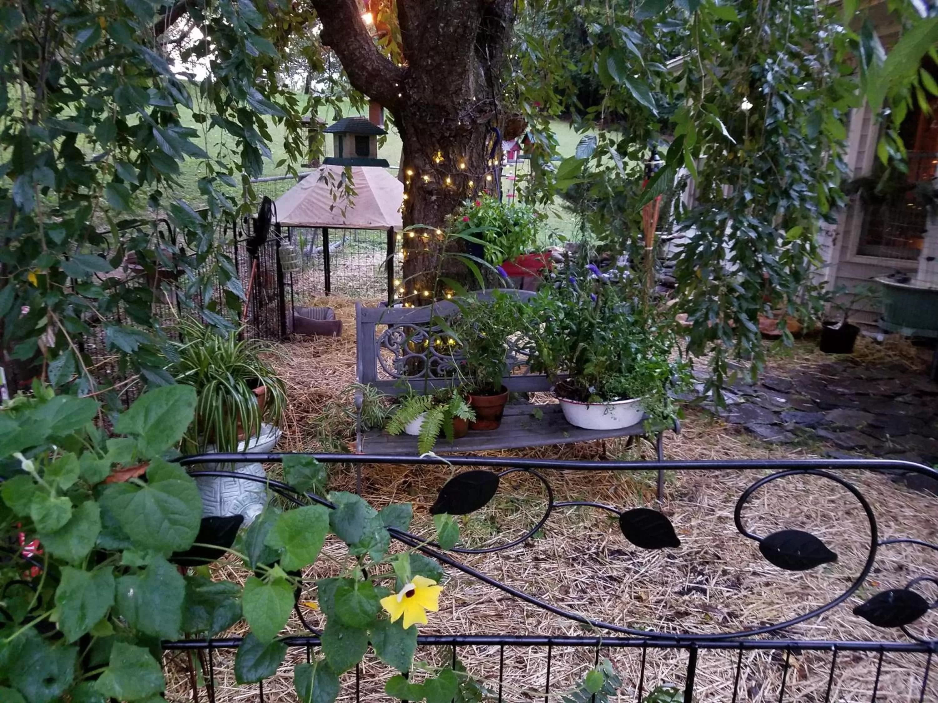 Blue Ridge Manor Bed and Breakfast