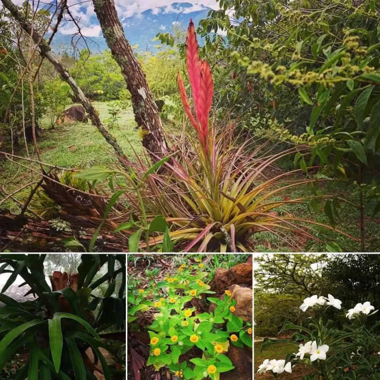 Day in El Paraiso - B&B Finca San Vicente