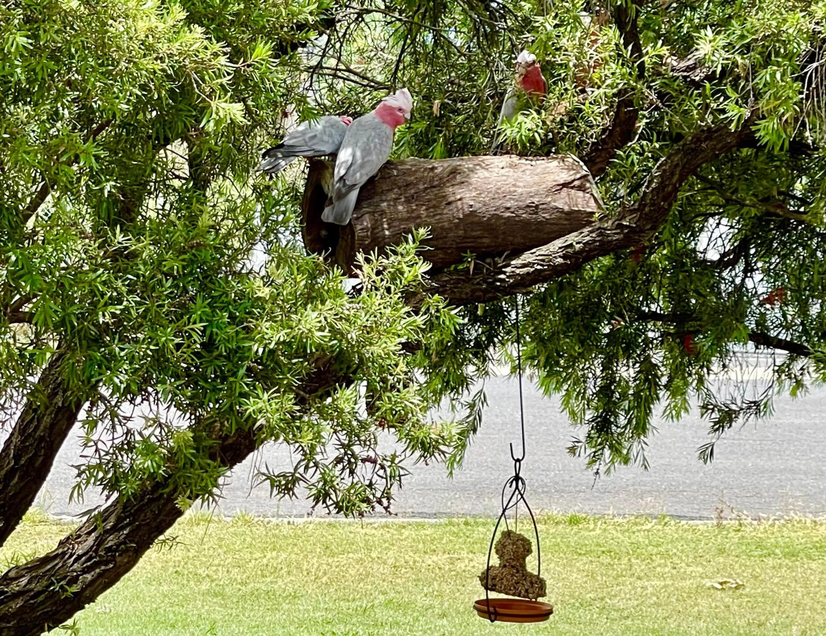 Natural landscape in Quirindi Sunflower Motor Inn