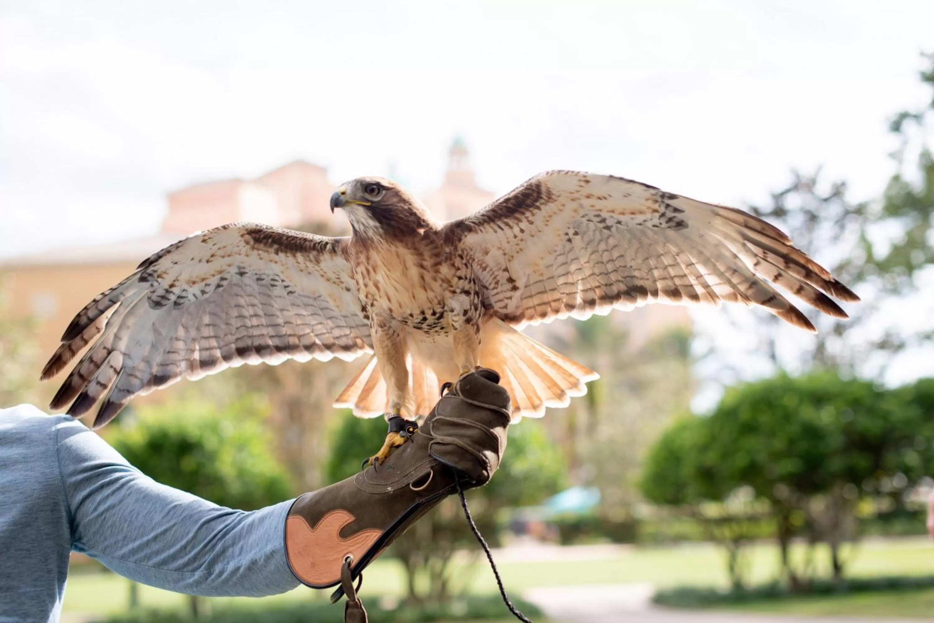 Other in The Ritz-Carlton Orlando, Grande Lakes