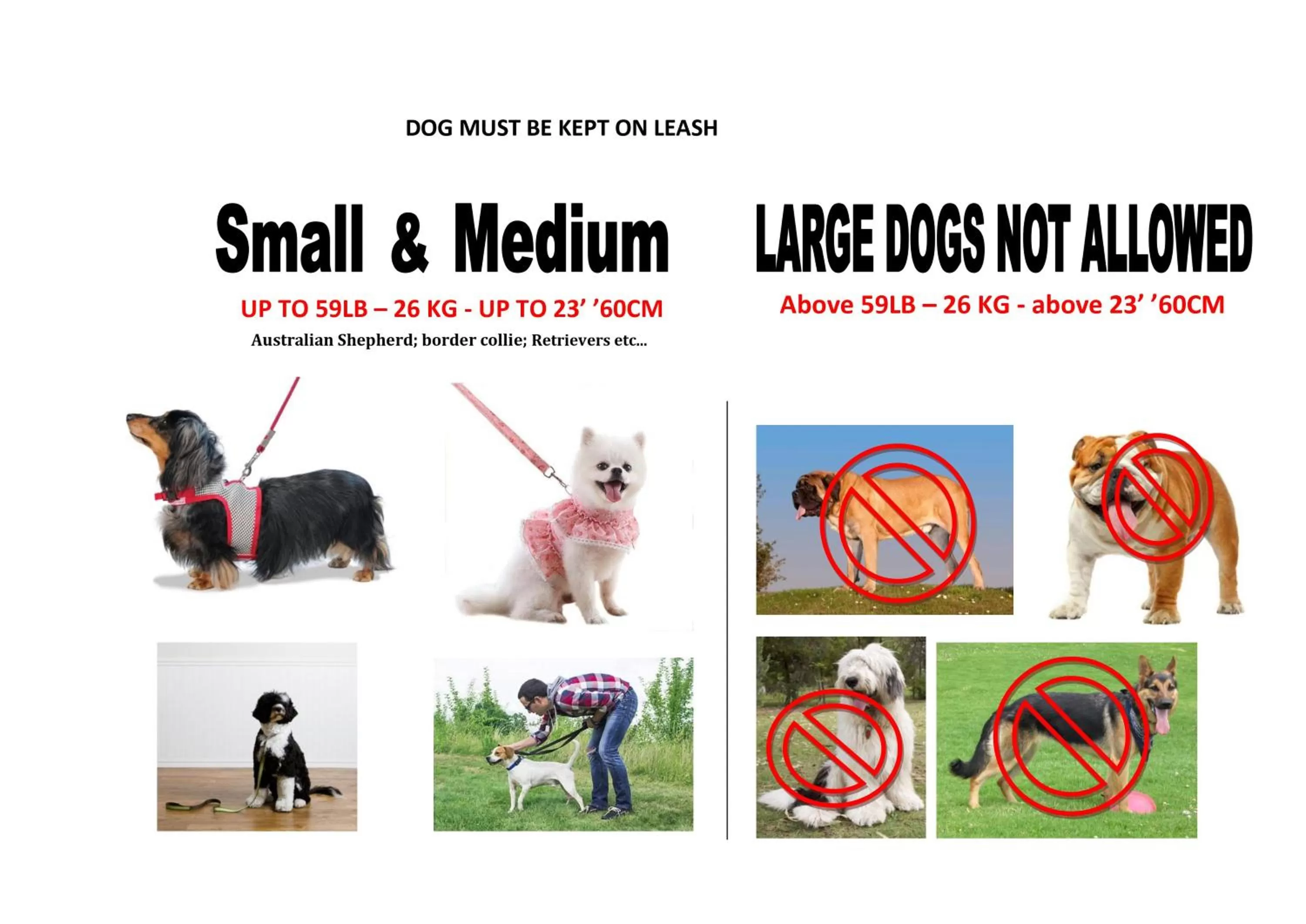 Animals in The Clarendon Hotel