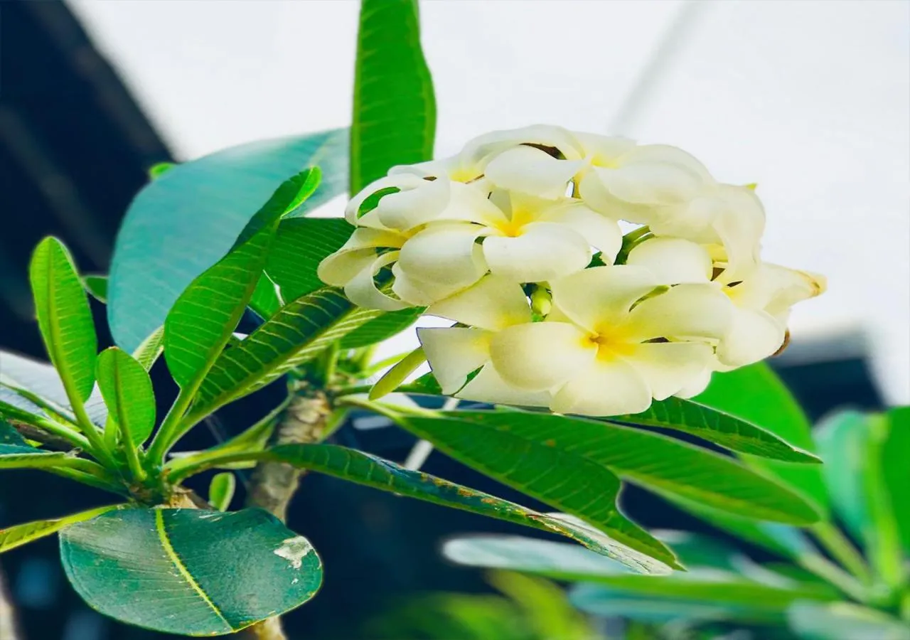 Garden in Prantara Heritage Suites