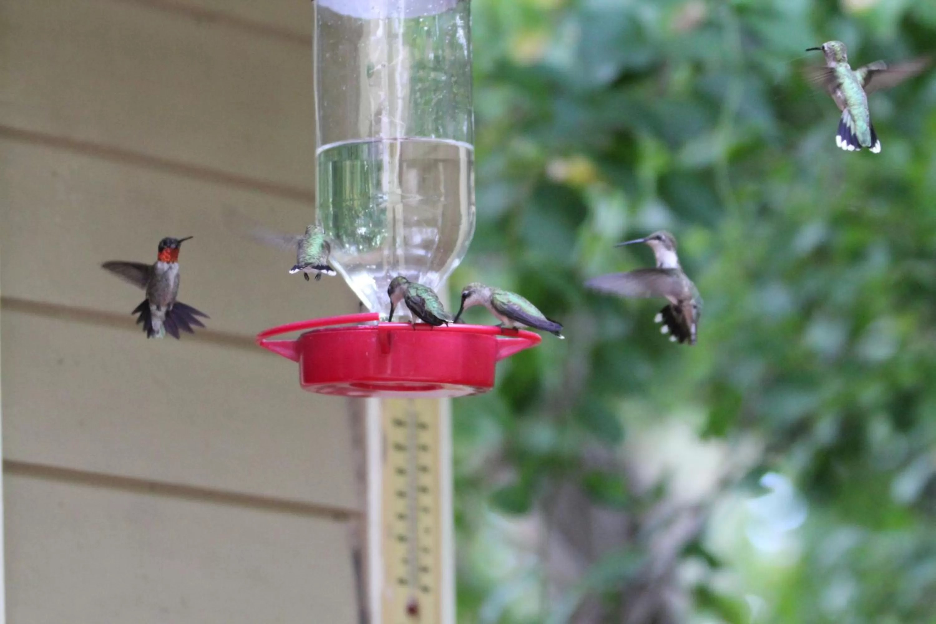 Other Animals in Heartstone Inn