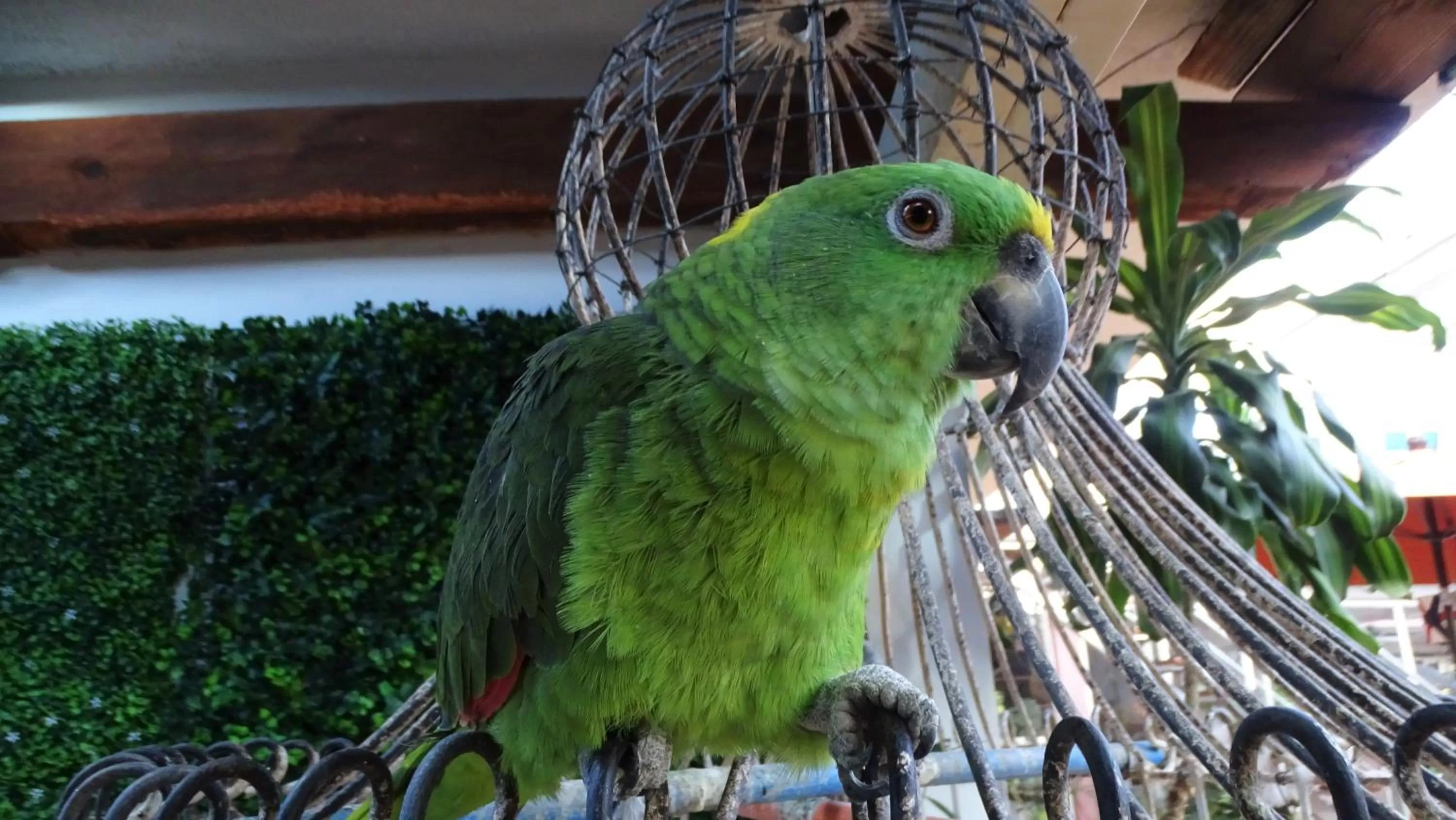 Pets in Hotel Barrio Antiguo