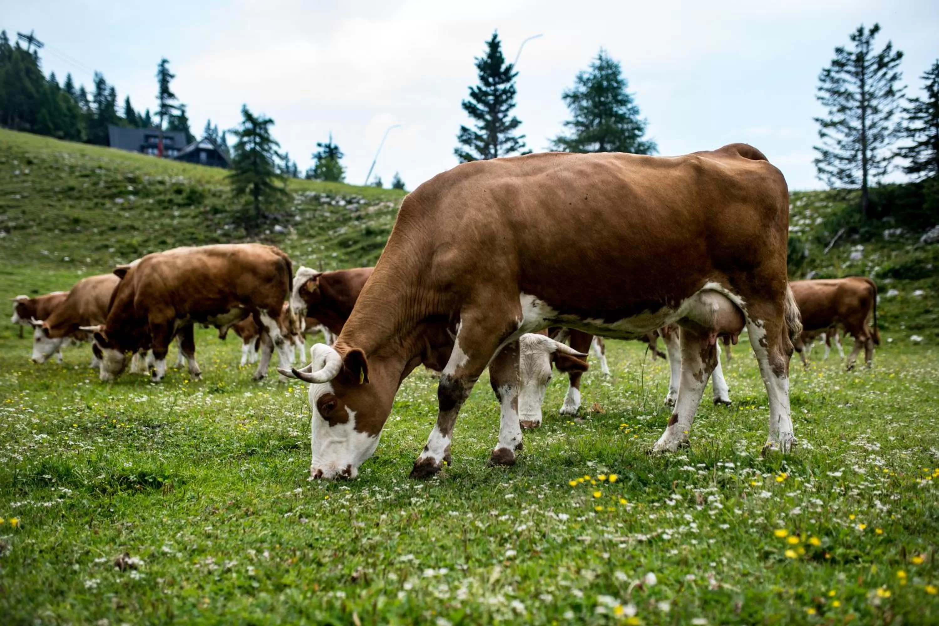 Animals in Tourist Farm Pr'Dovar