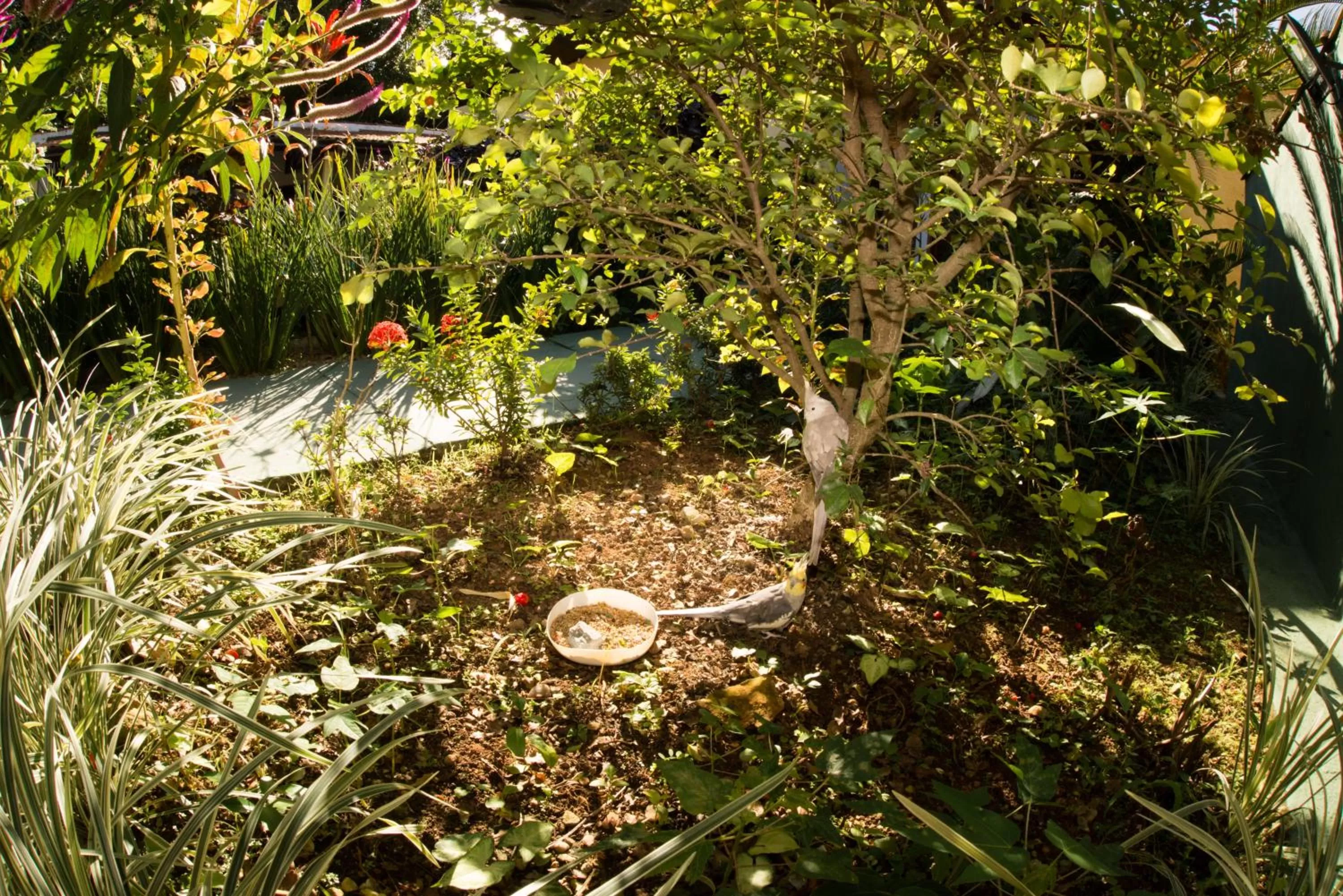 Garden in Pousada Viva Ubatuba