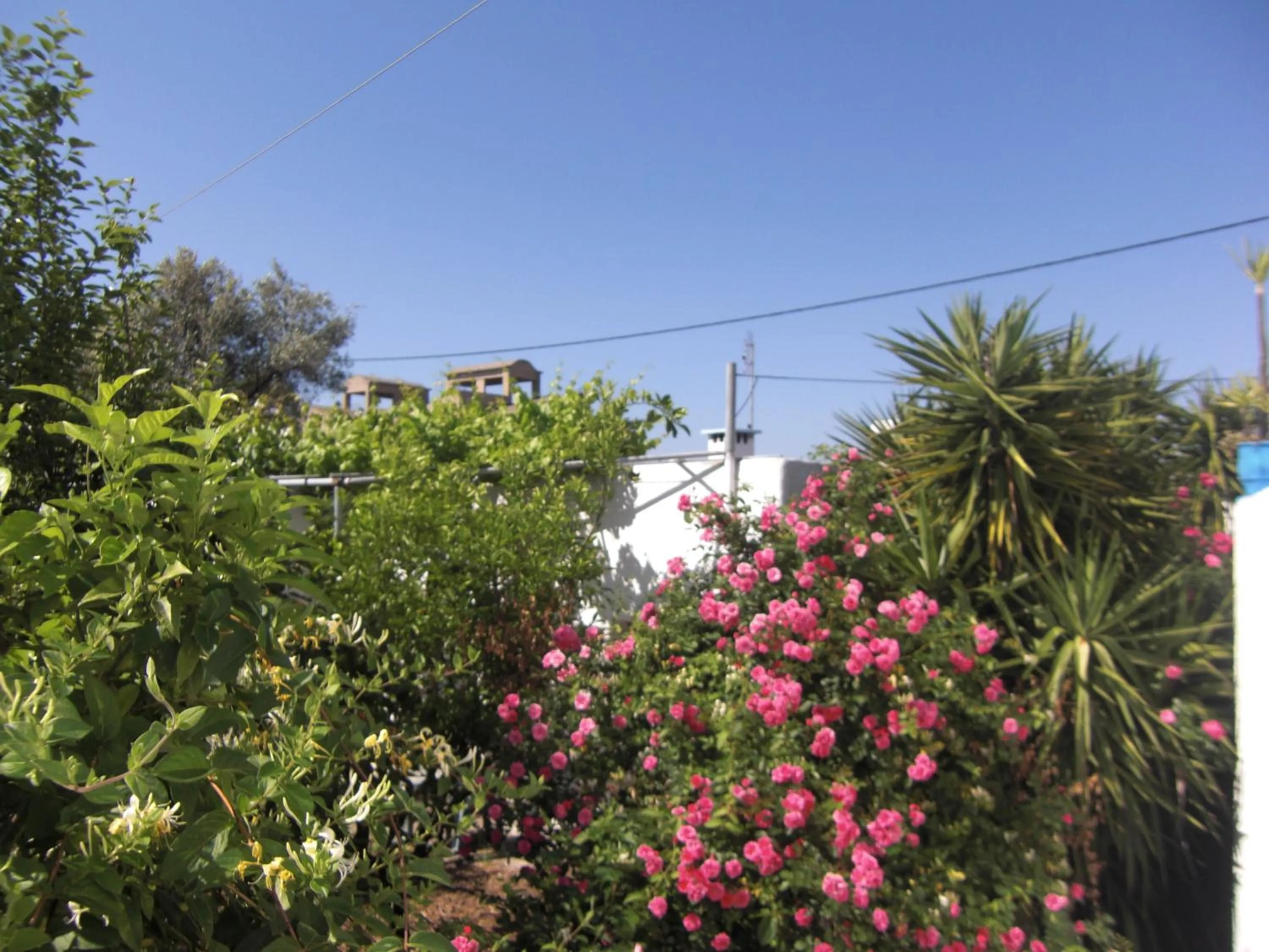 Garden view in Anthula Sun
