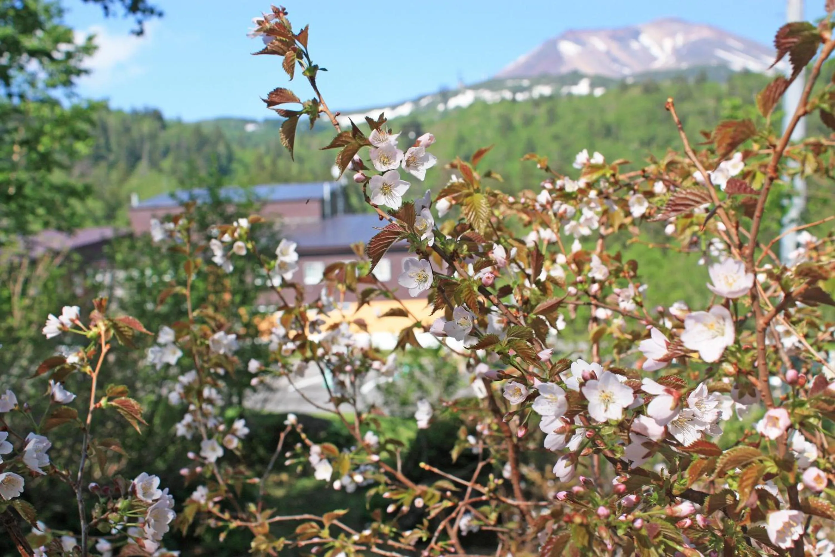 Natural landscape in Higashikawa Asahidake Onsen Hotel Bear Monte