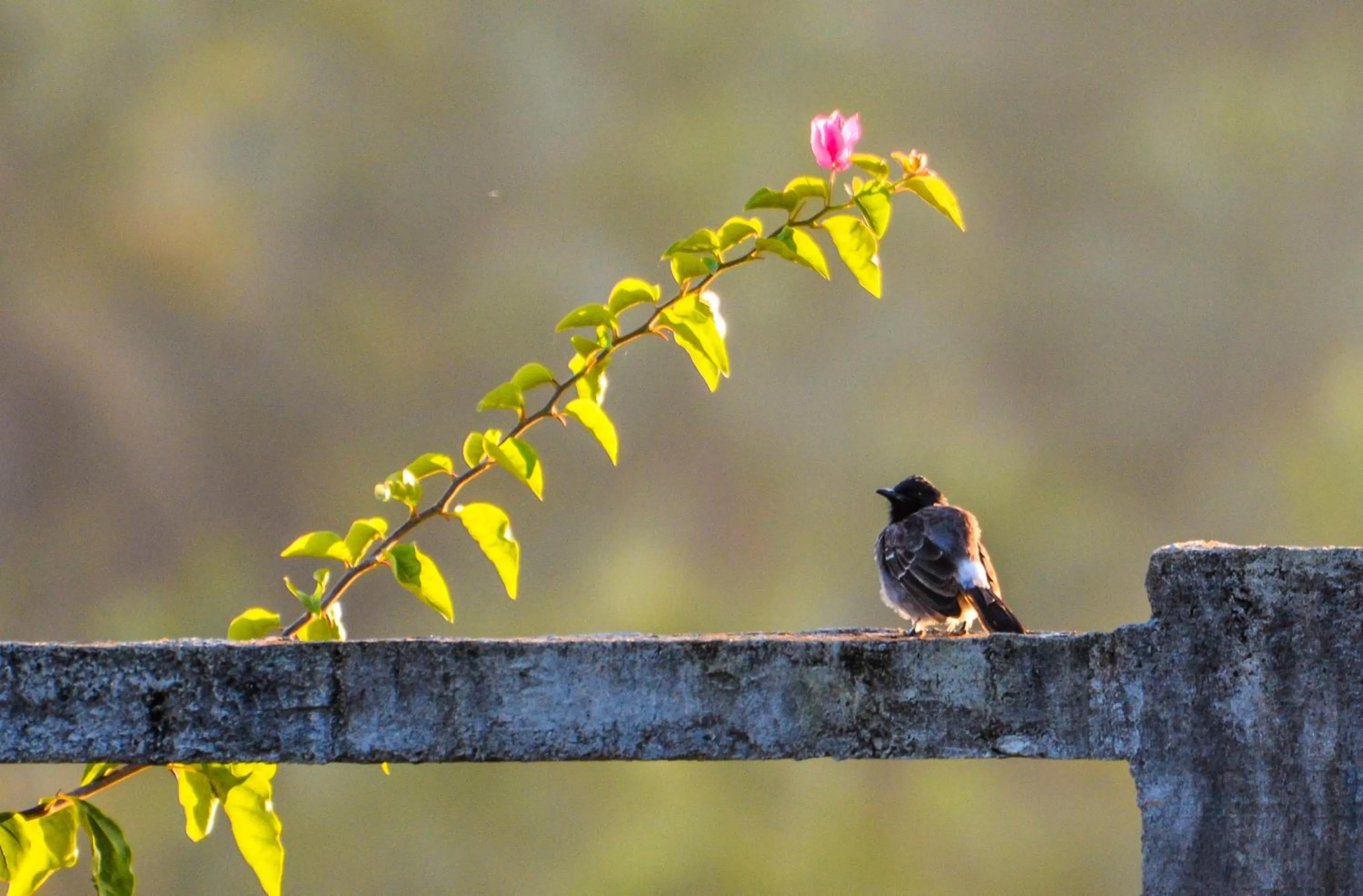 Animals in Elegant Hotel