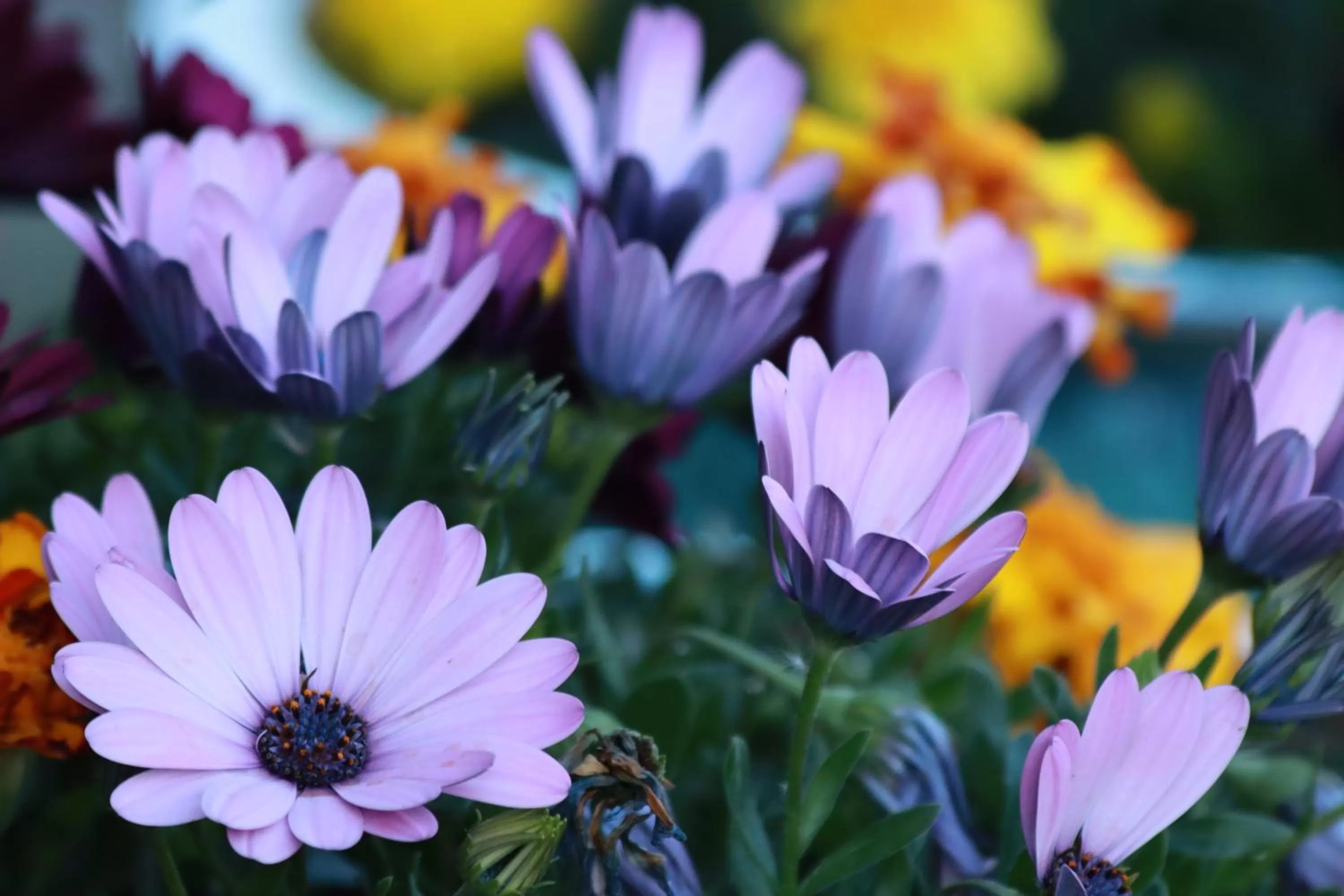Garden in La Petite Bérais