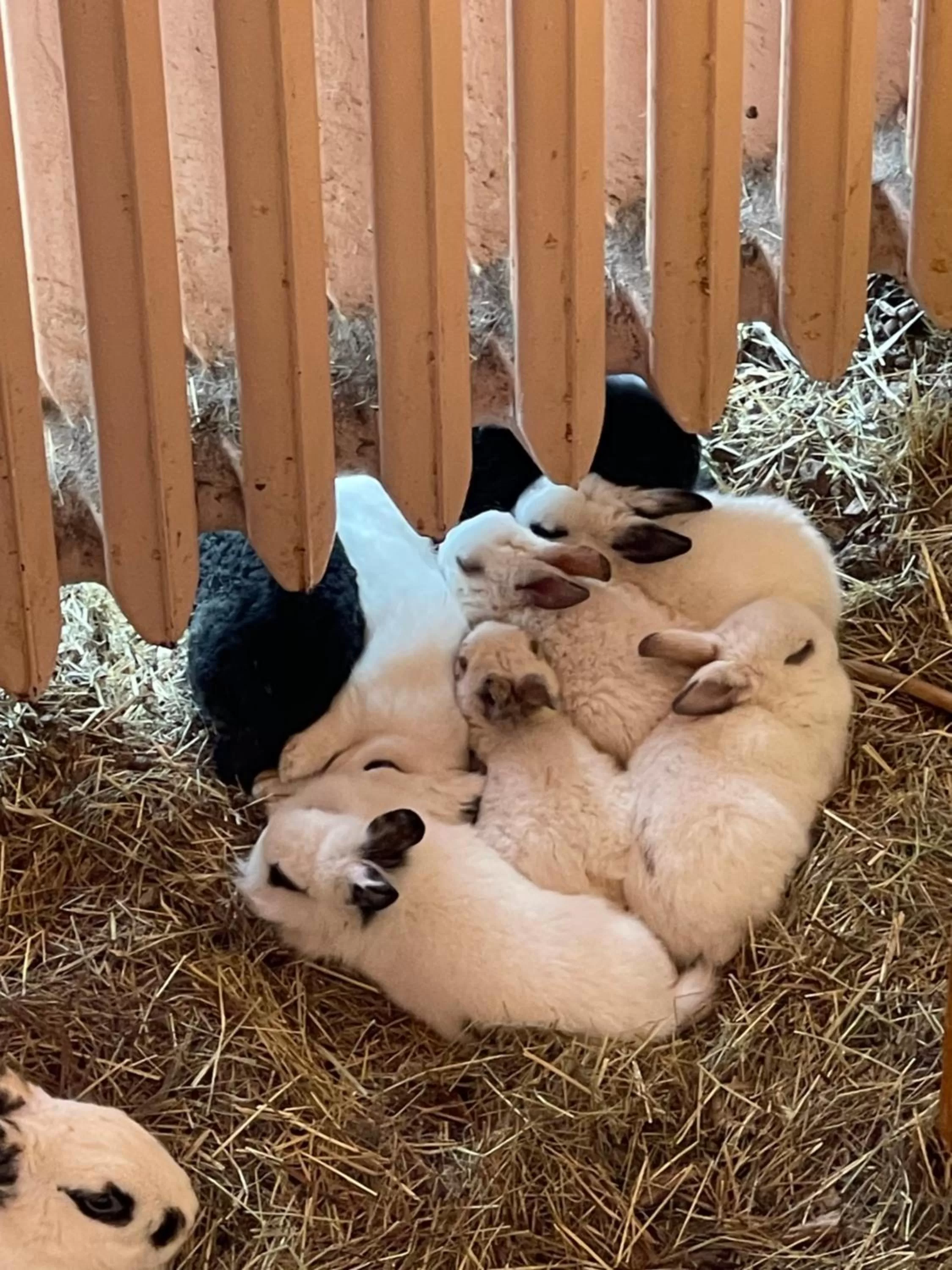 Animals in Hotel Lugsteinhof
