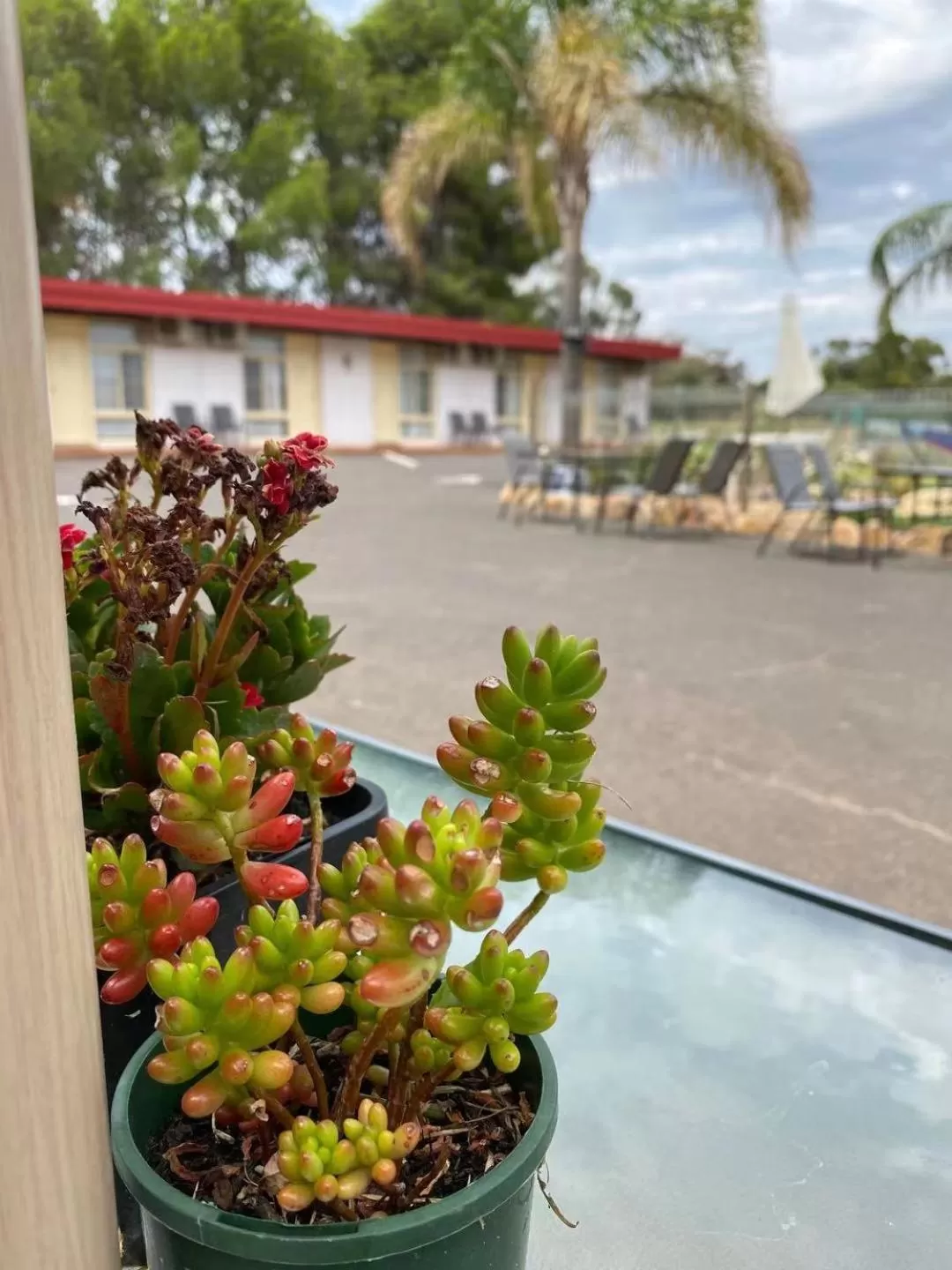 Patio in Apollo Motel Parkes