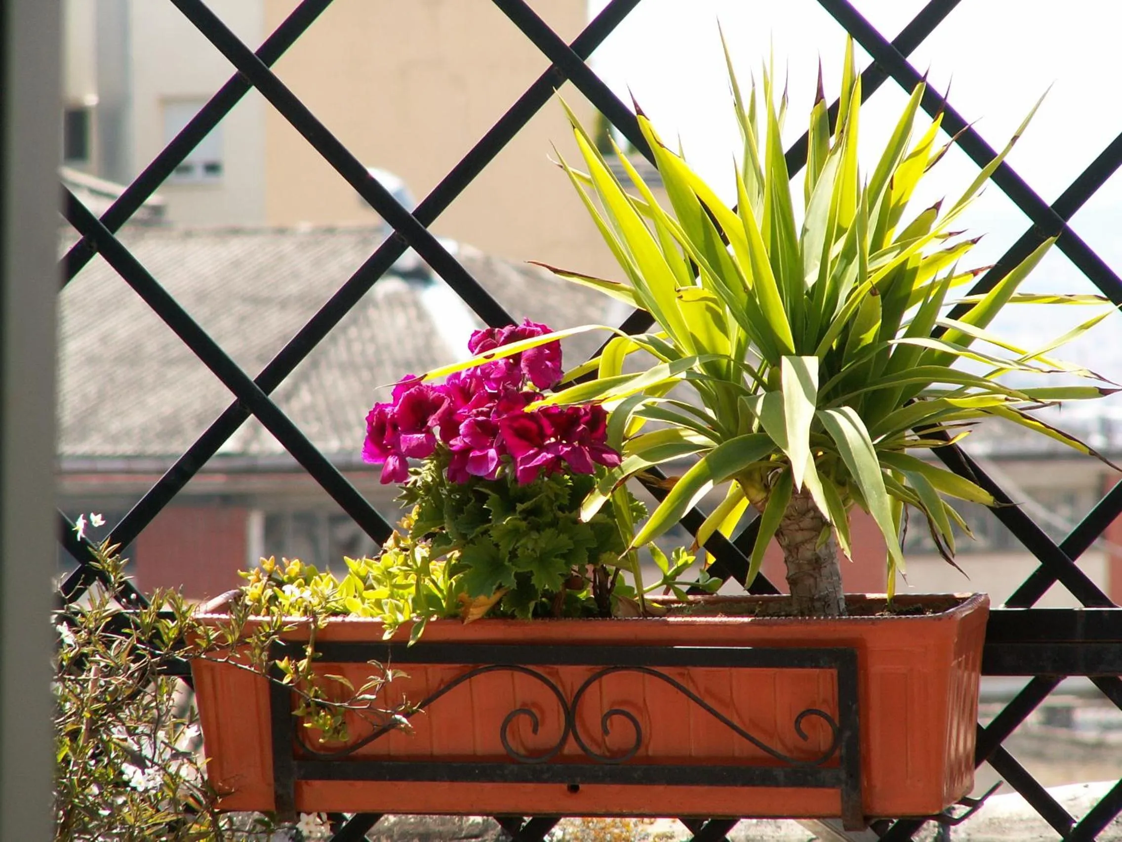 Balcony/Terrace in Oasis Backpackers' Hostel Granada