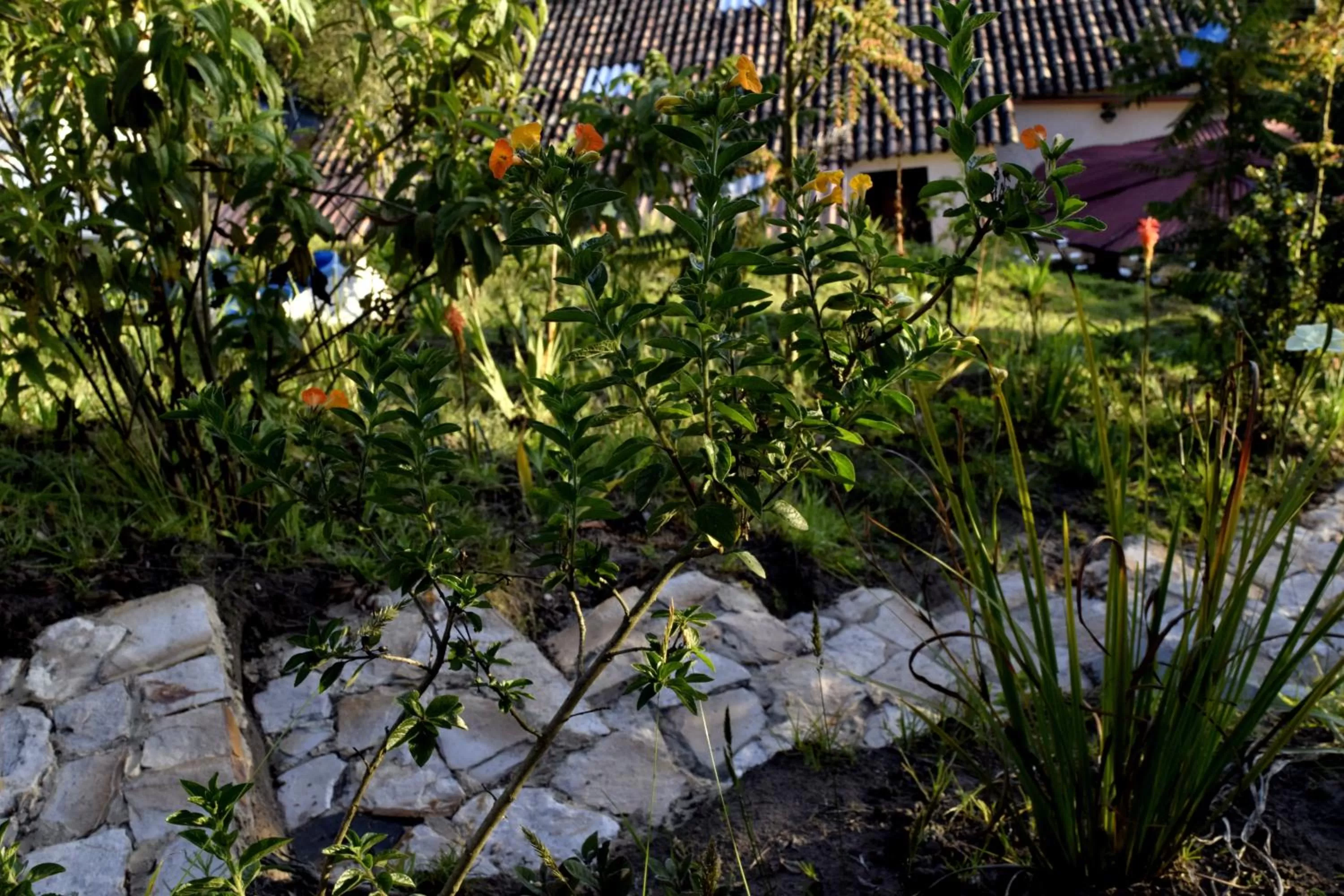 Garden view in El Pedregal Sopó