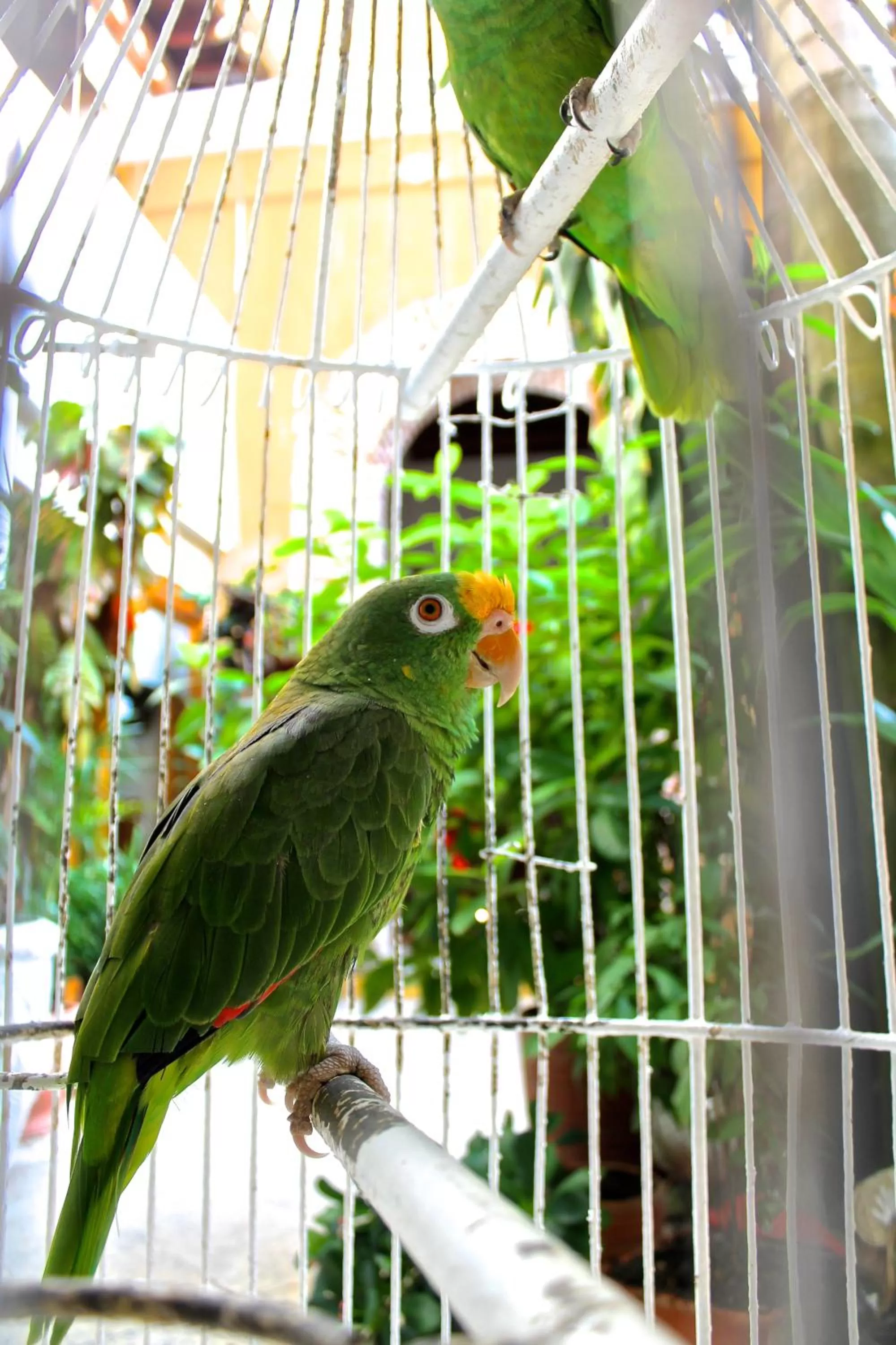 Pets, Other Animals in Hotel Casa Gloria Boutique