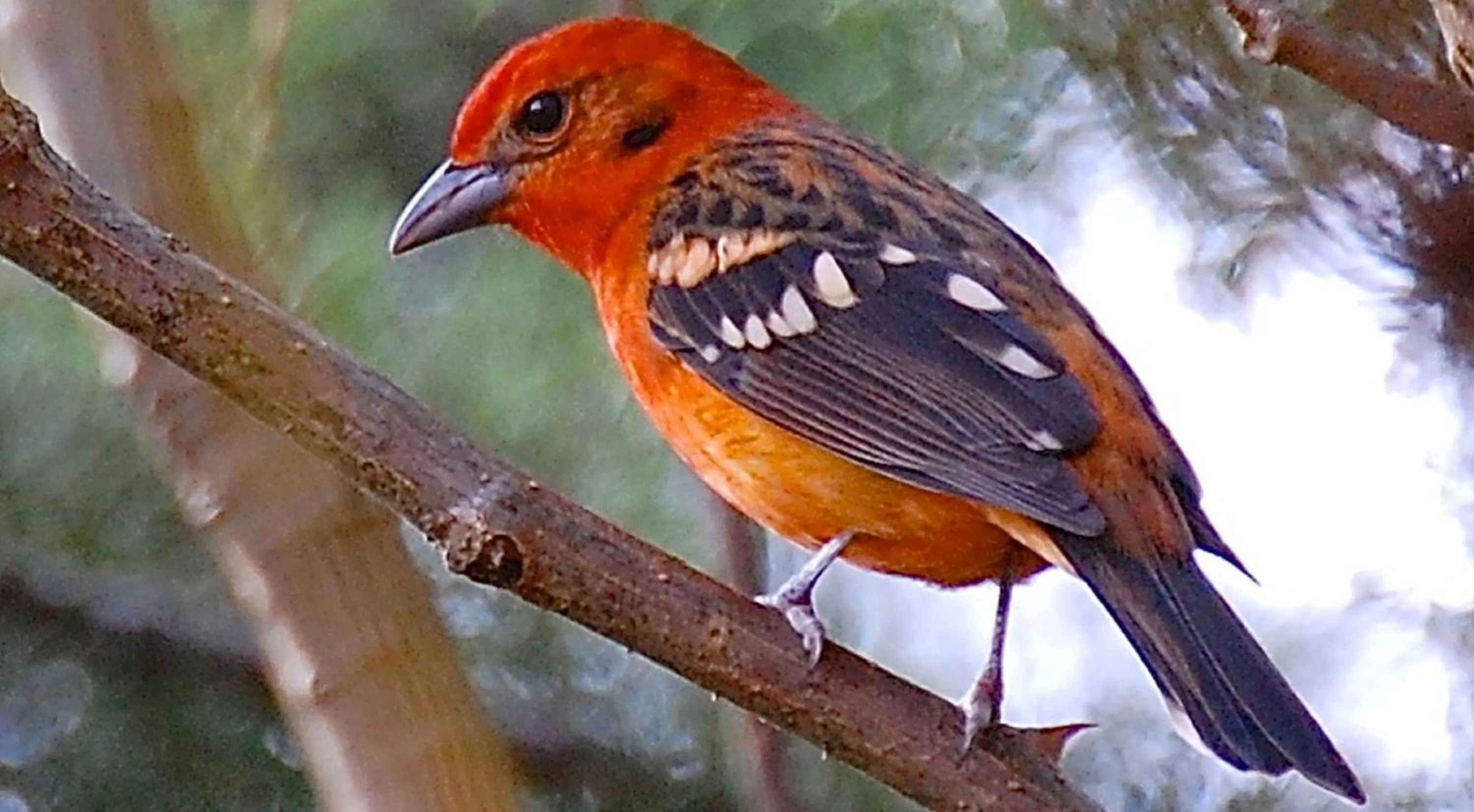 Day in Boquete Garden Inn