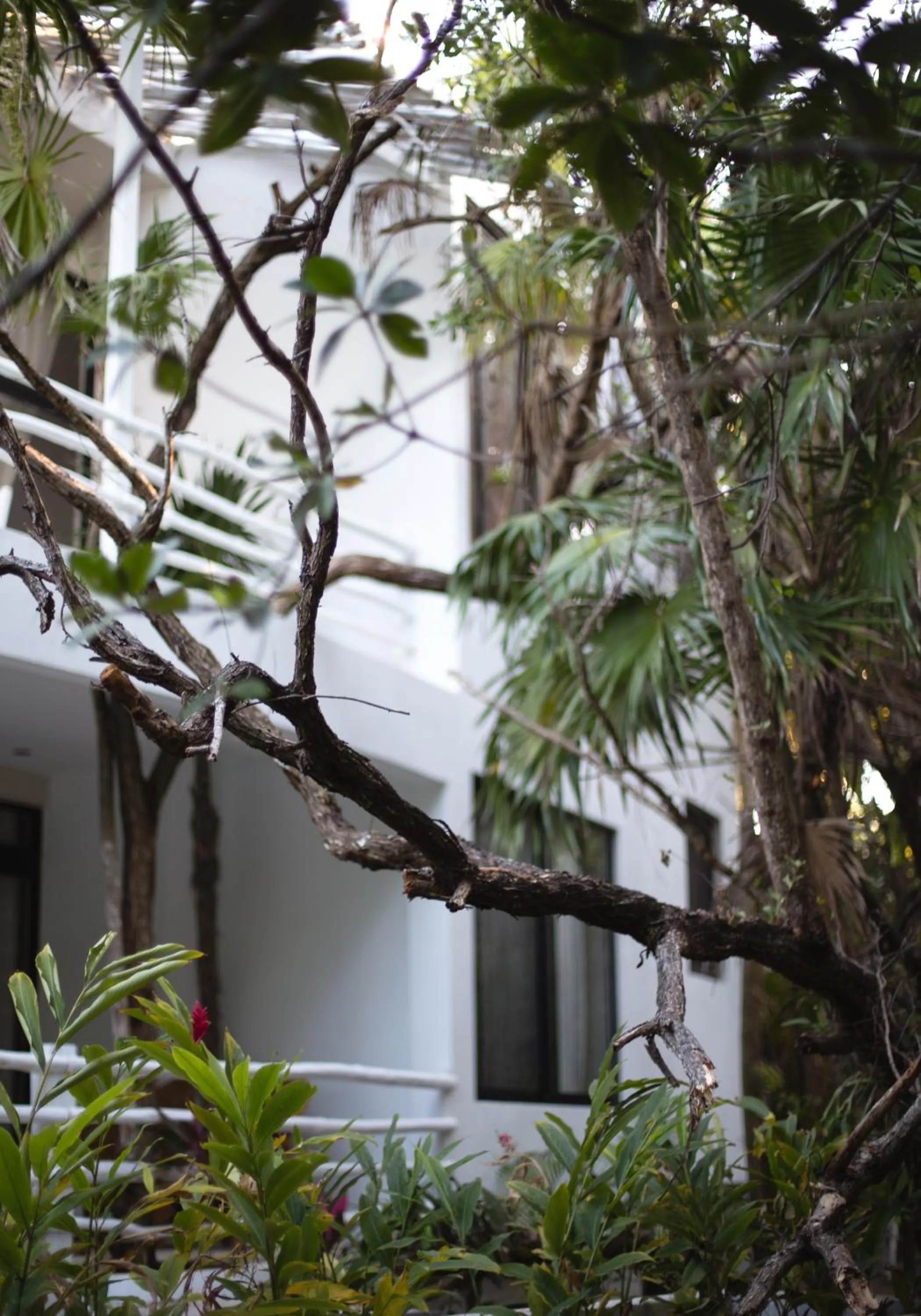 View (from property/room) in Casa Ambar Hotel & Boutique Tulum