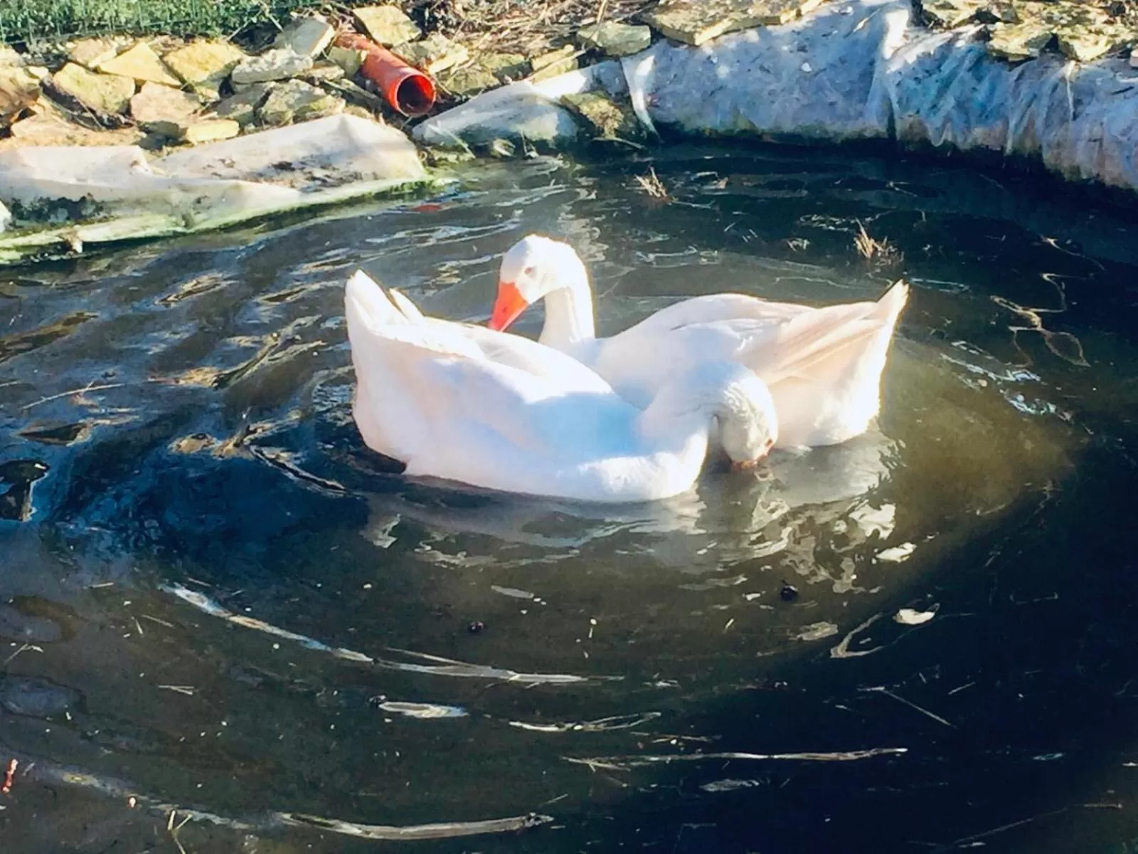 Other Animals in Cosi Priziusi