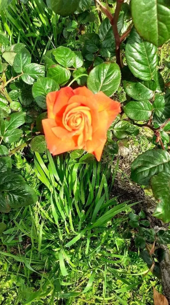 Garden in B&B La vecchia quercia Home Restaurant