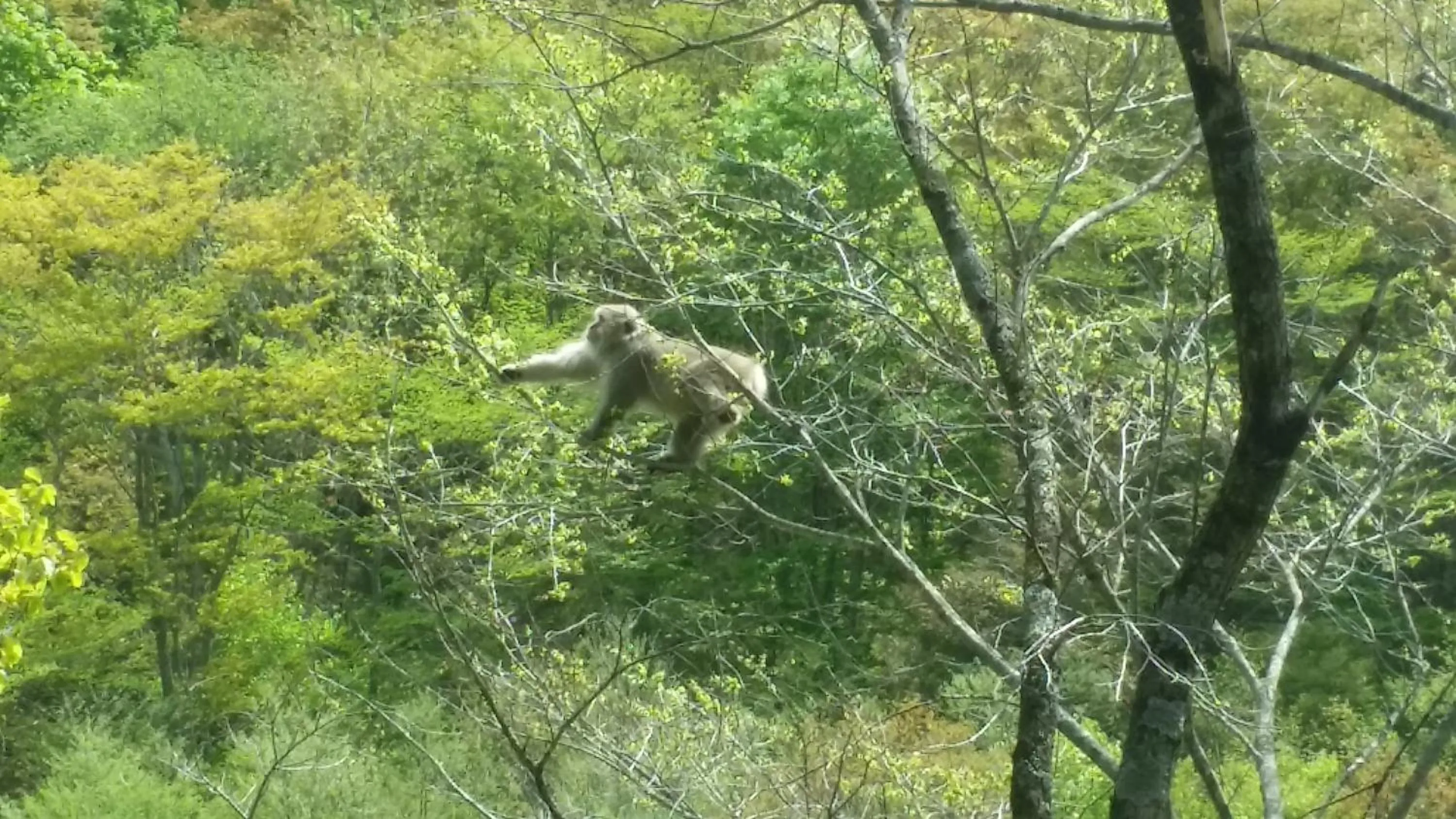 Spring in Tenjin Lodge