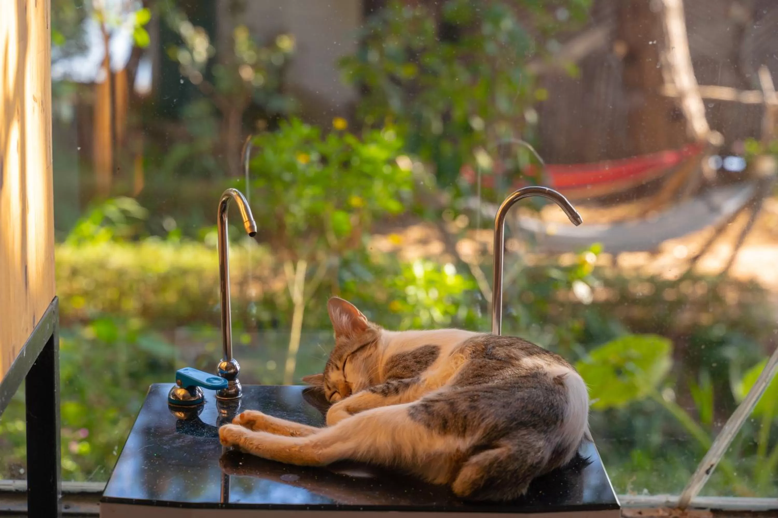 Animals in The Lake House Dalat