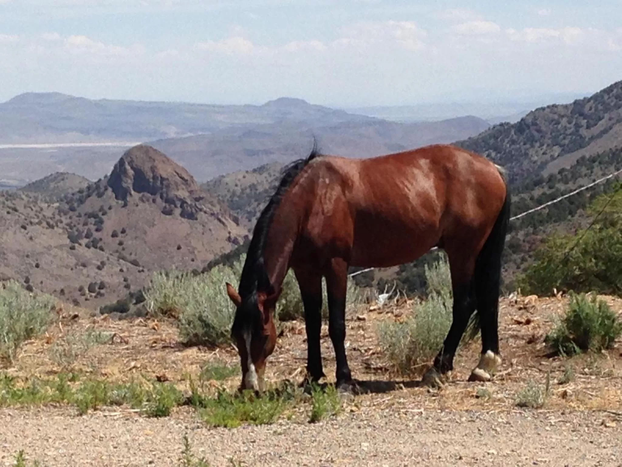 Horse-riding in Sugarloaf Mountain Motel