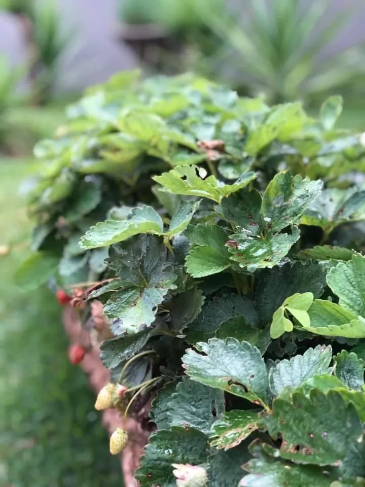 Property building in POUSADA CHARLOTTE