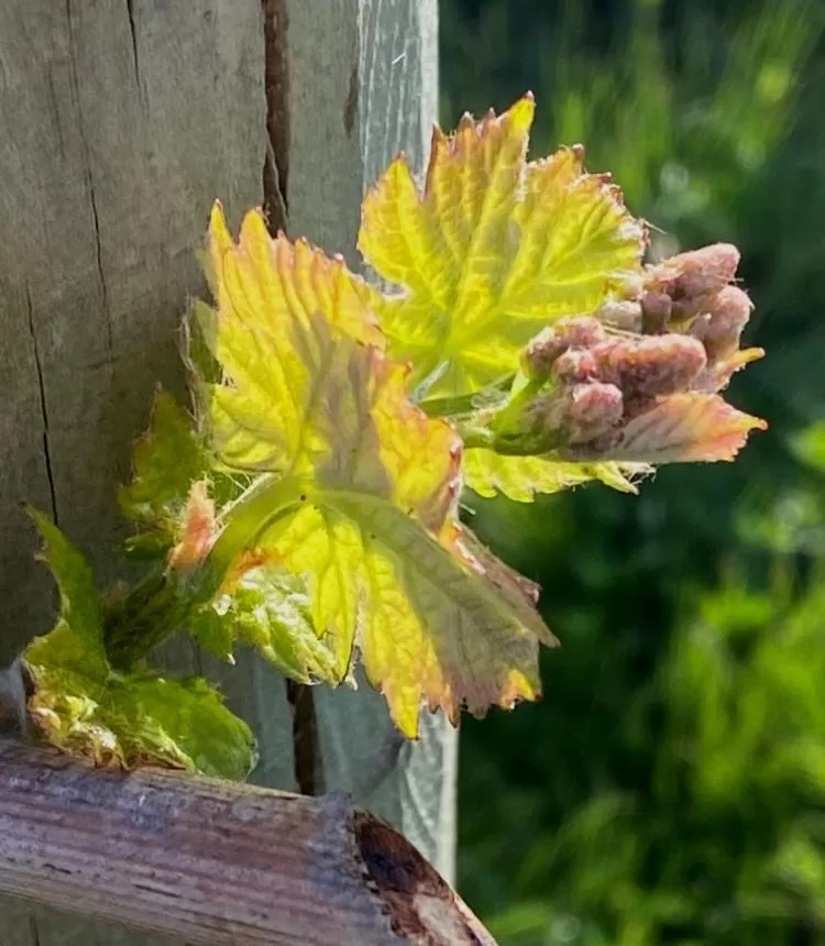 Garden view in Barrica Lodge