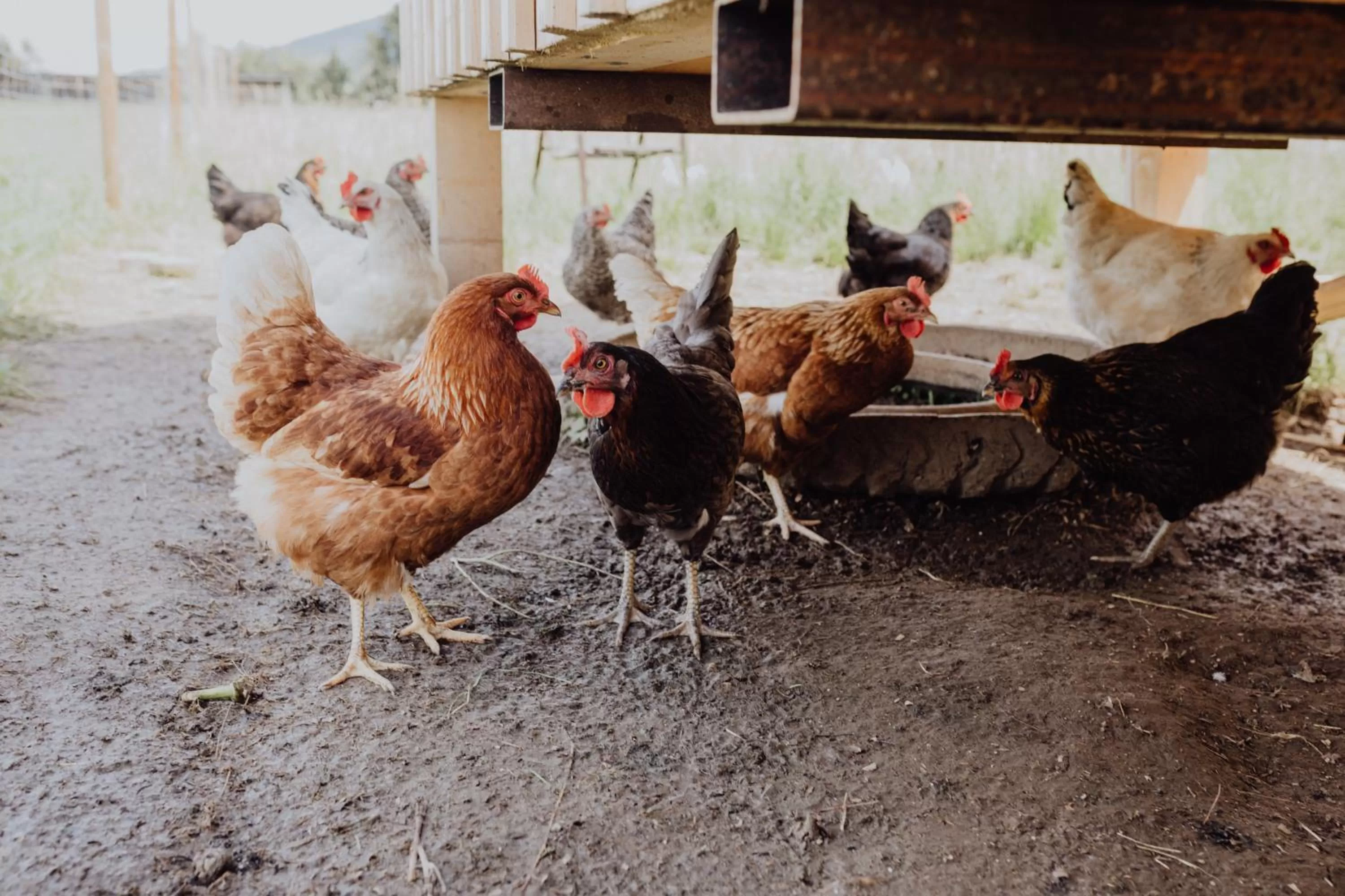 Animals in Panorama Hotel Gasthof Leidingerhof