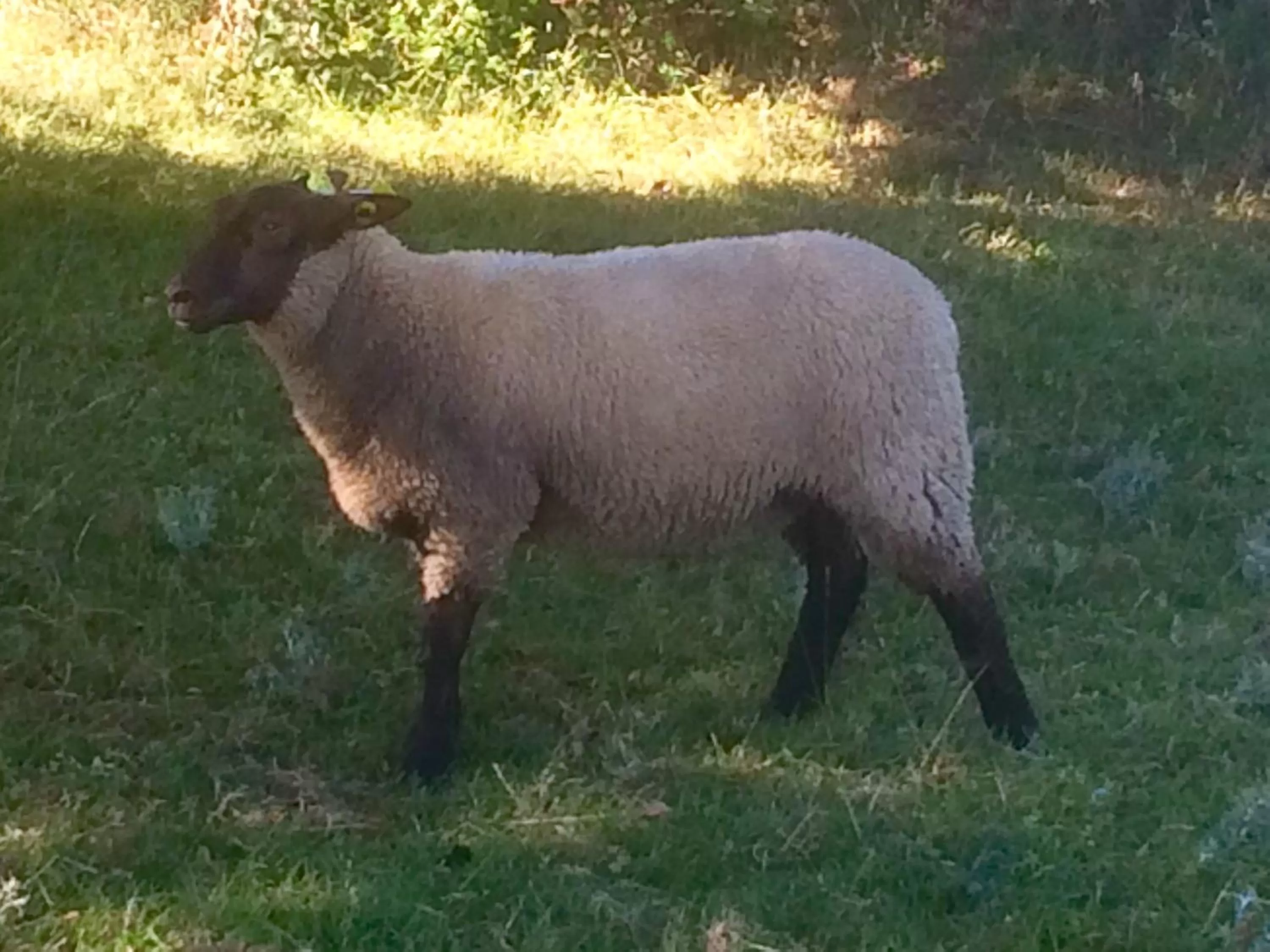 Animals in La Crepelliere