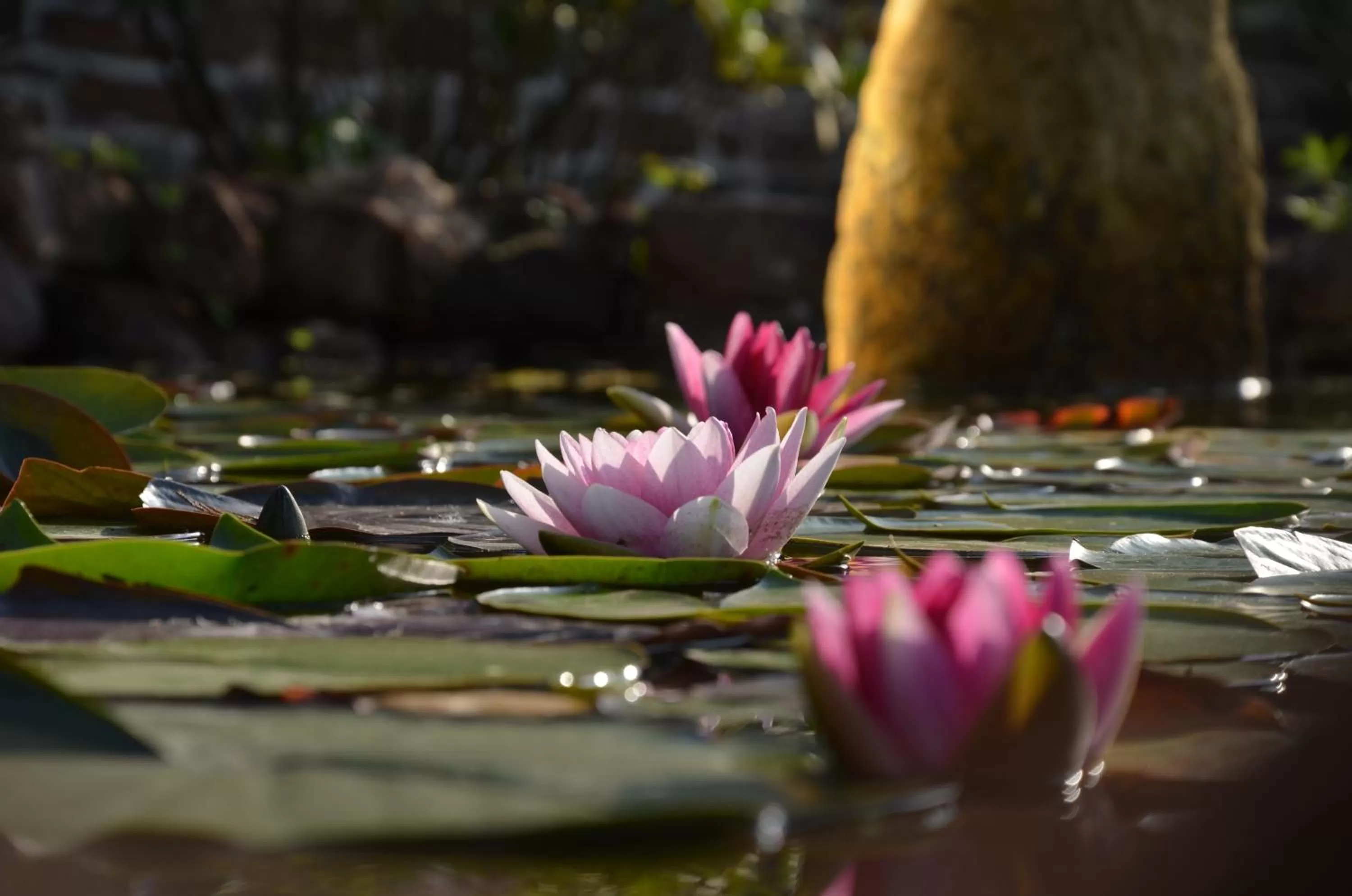 Garden view in Haus Adams - das Wohlfühl Gästehaus