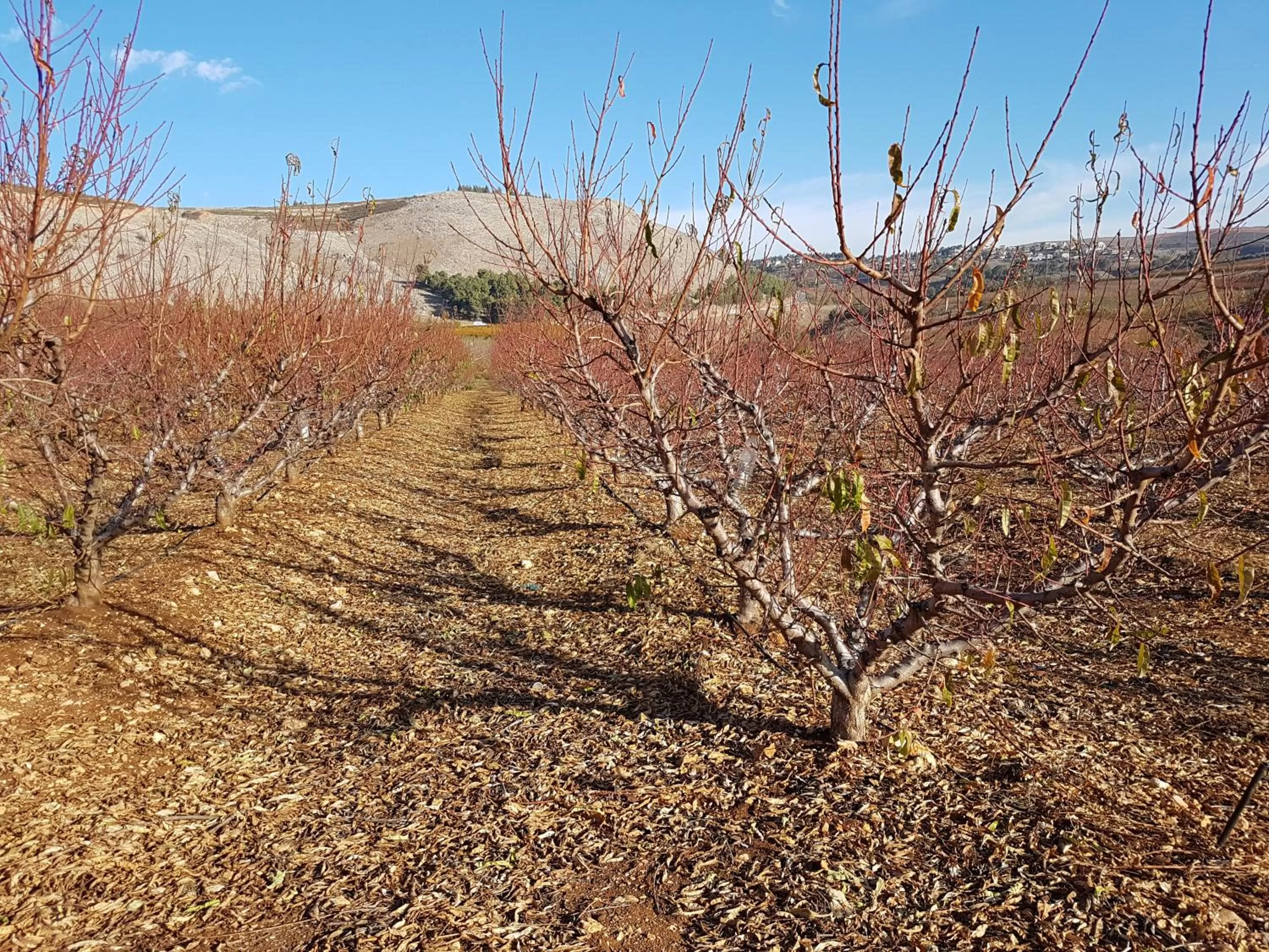Natural landscape in Lishansky Since 1936