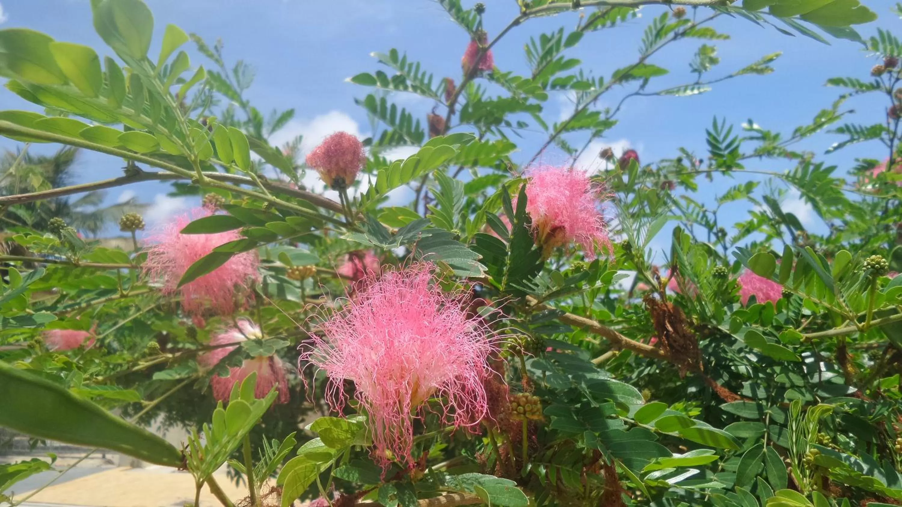 Property building in A1 Apartments Aruba