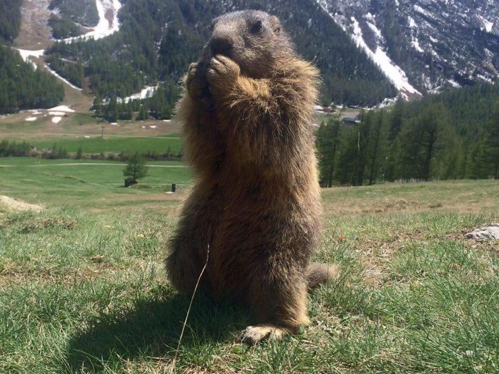 Animals in Amber Ski-in/out Hotel & Spa