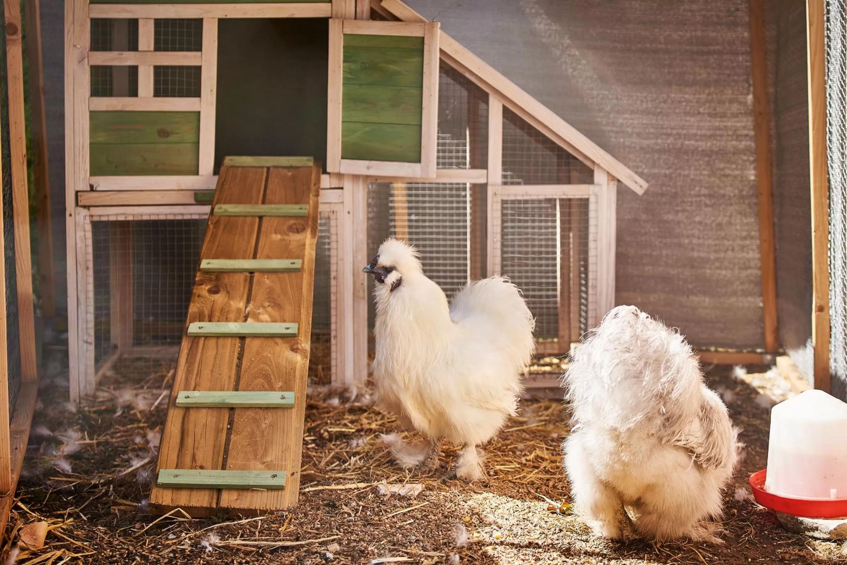 Animals in Kyriad Nancy Ouest - Laxou