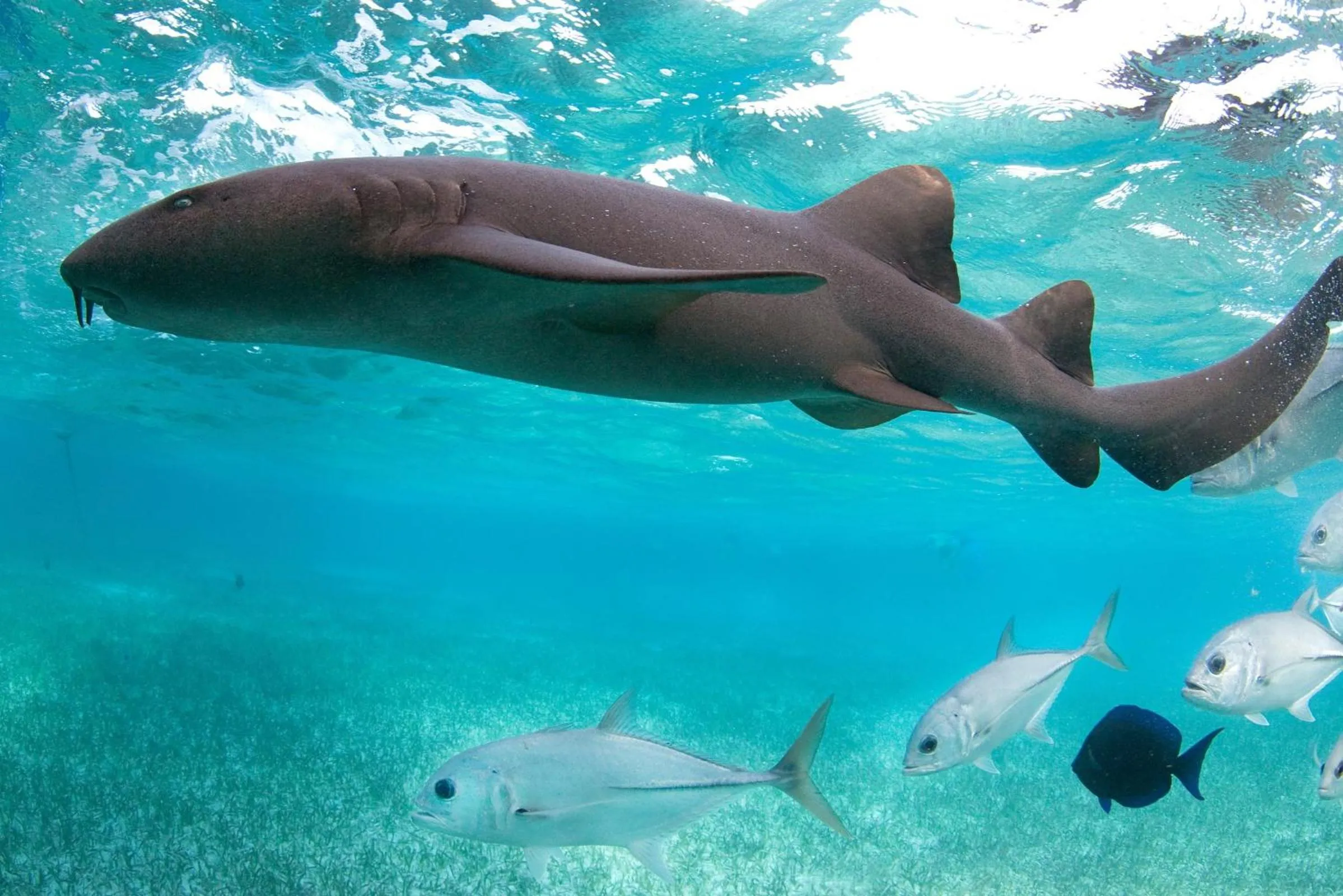 Snorkeling in Ramon's Village Resort
