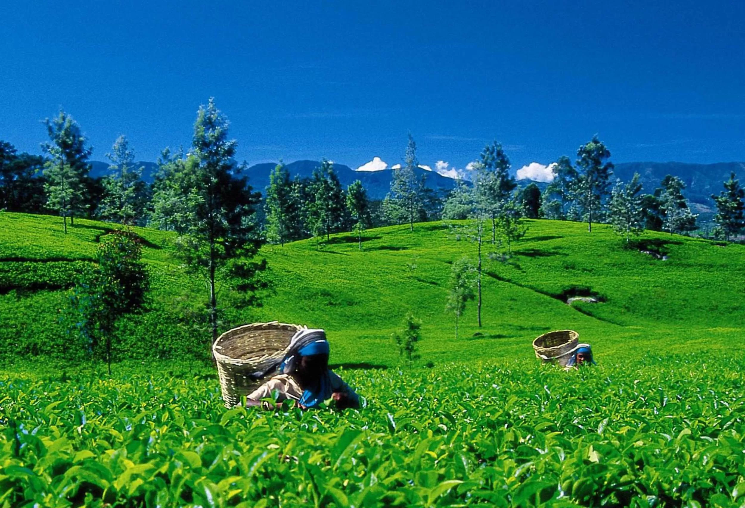 Day in Oak Ray Summer Hill Breeze