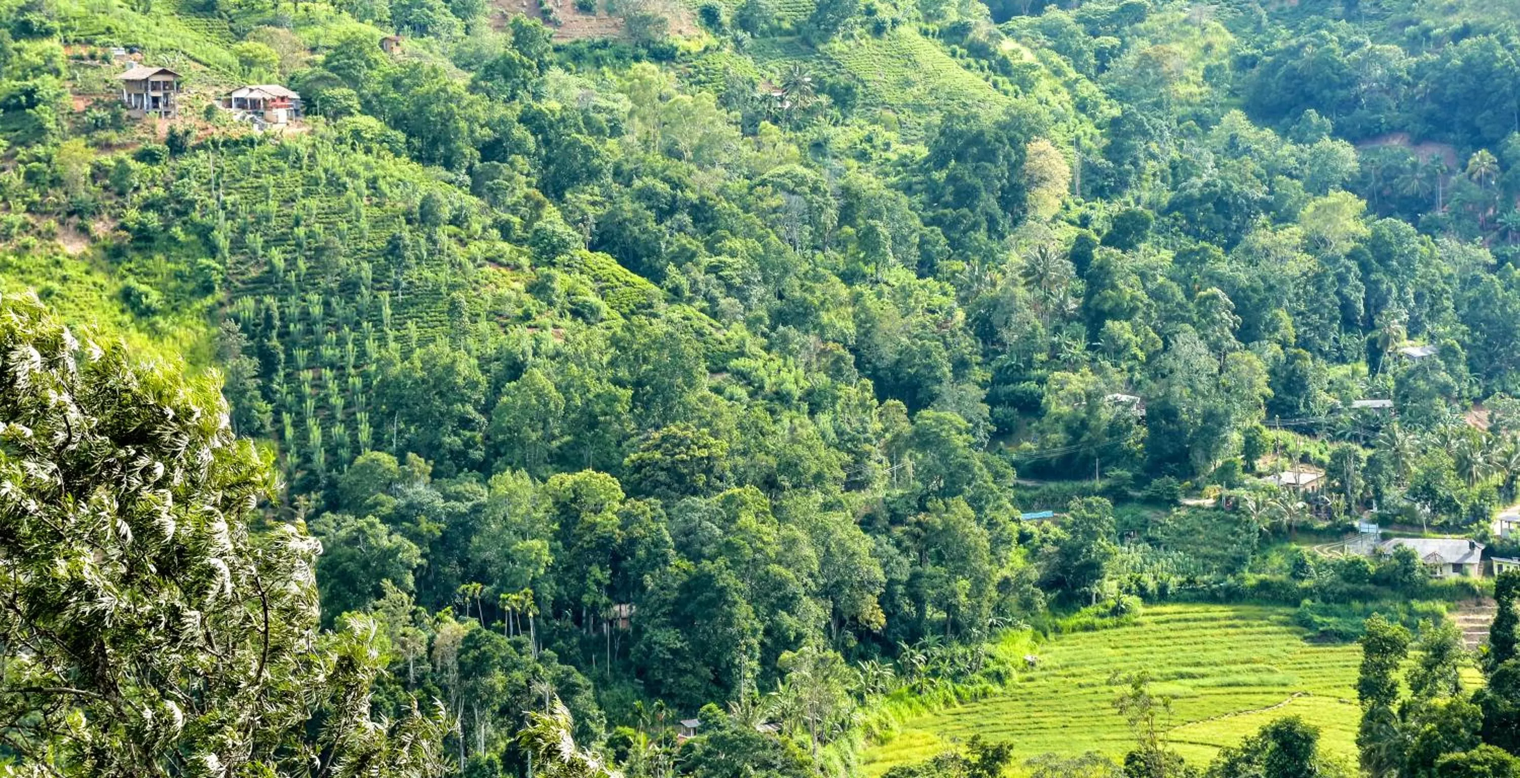 Garden view in Ornateview Hotel