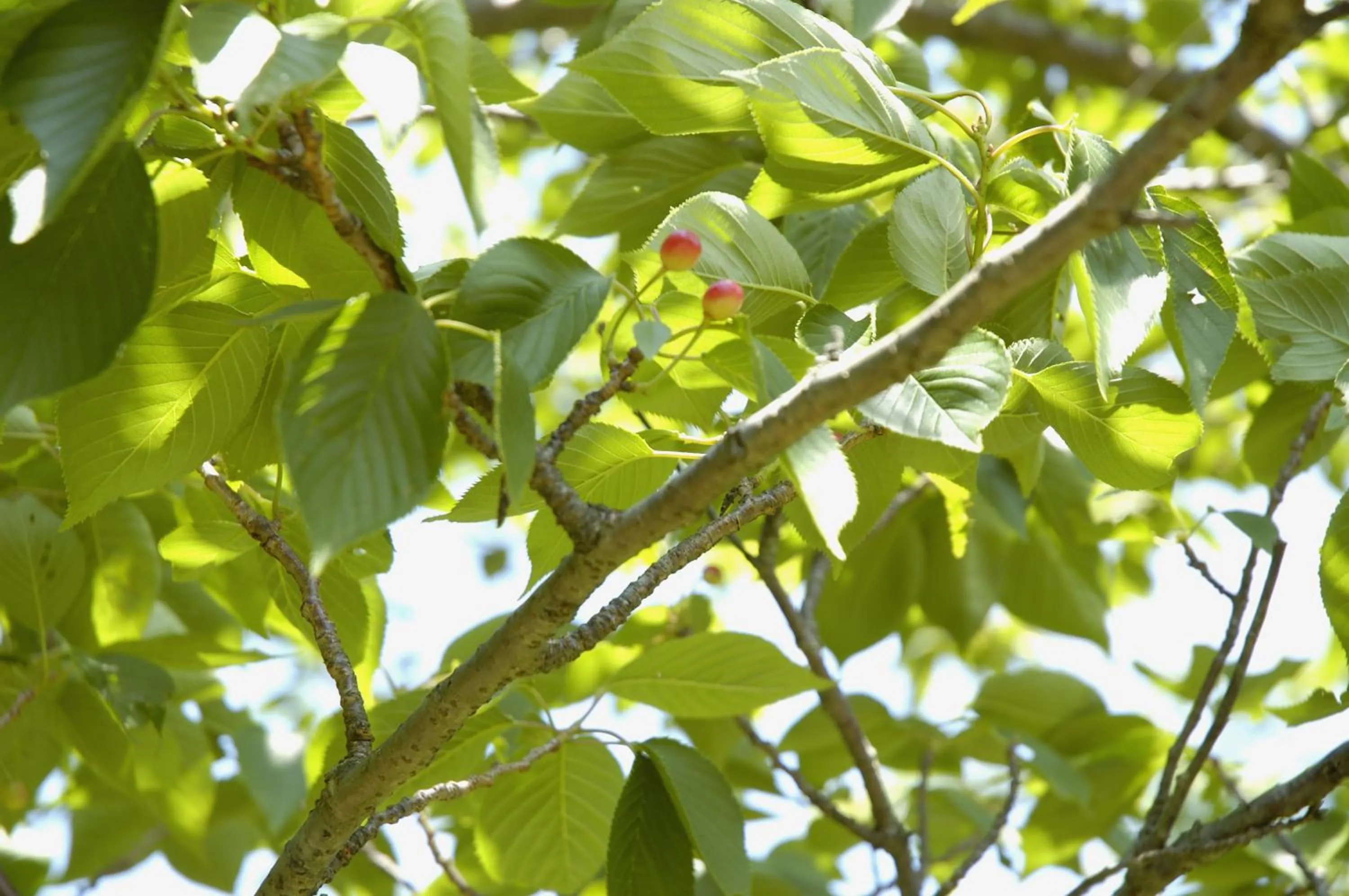 Other in Hotel Laforet Shuzenji