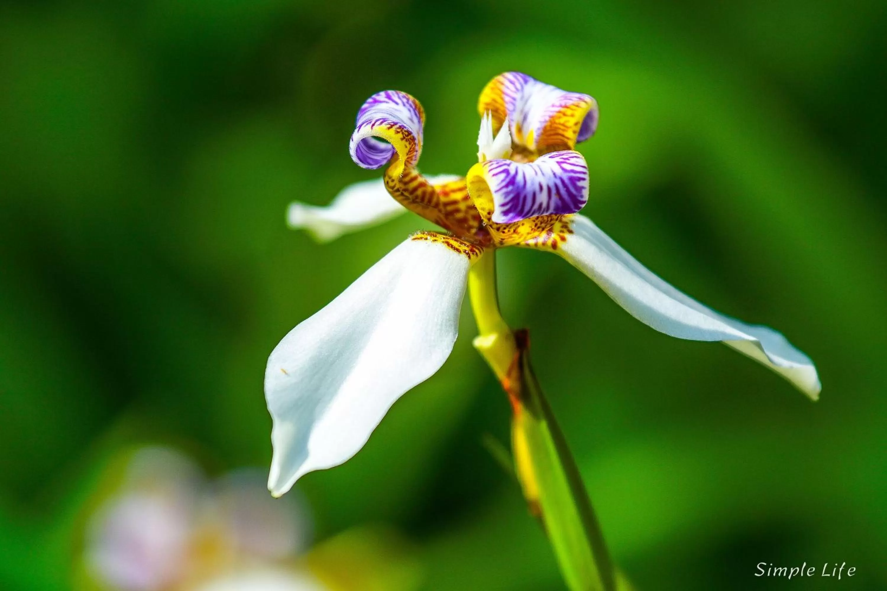 Garden in Sitio Simple Life