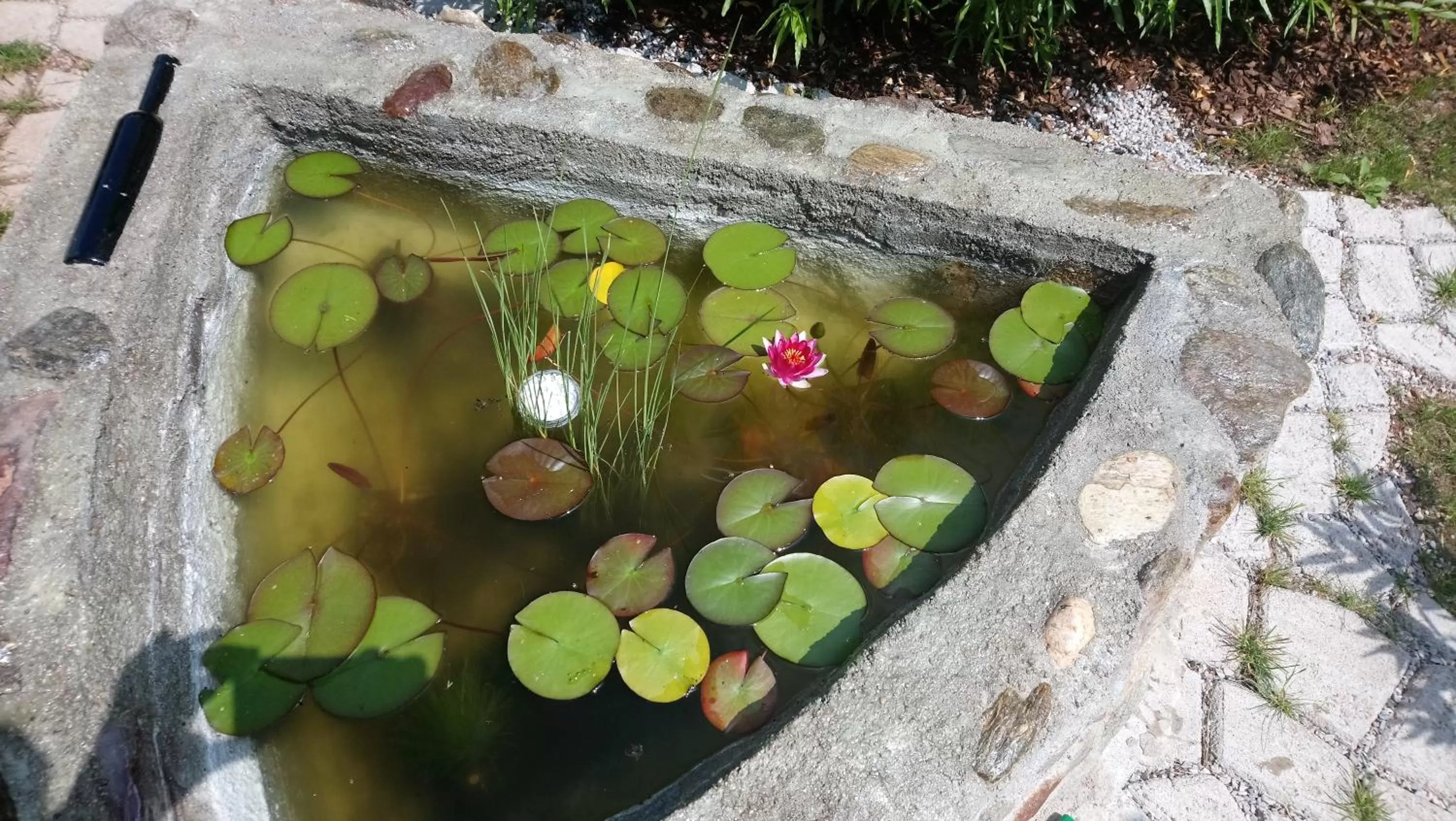 Garden in Hotel Alfa