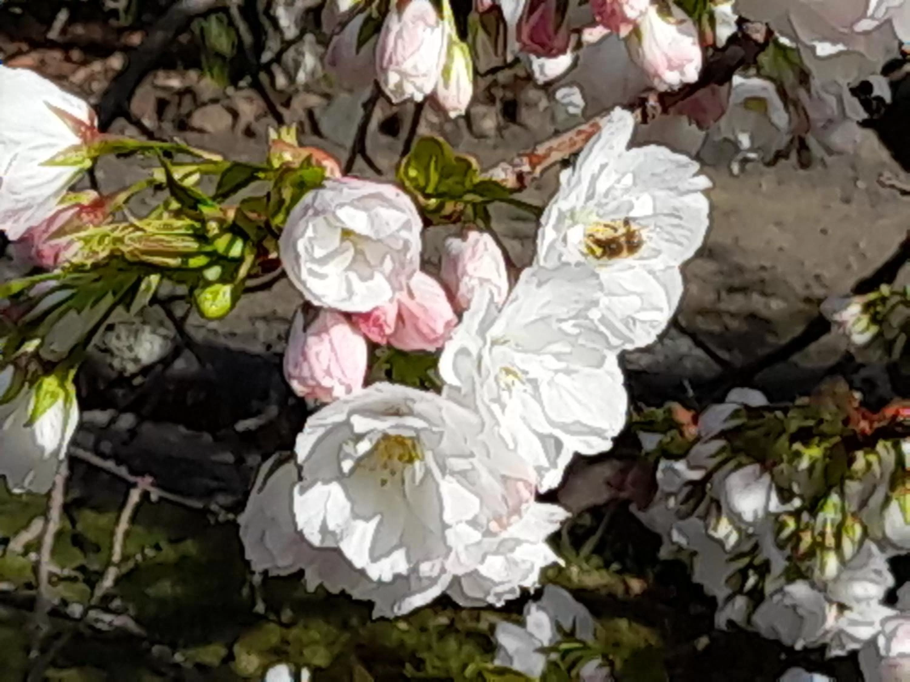 Hillside Bed and Breakfast