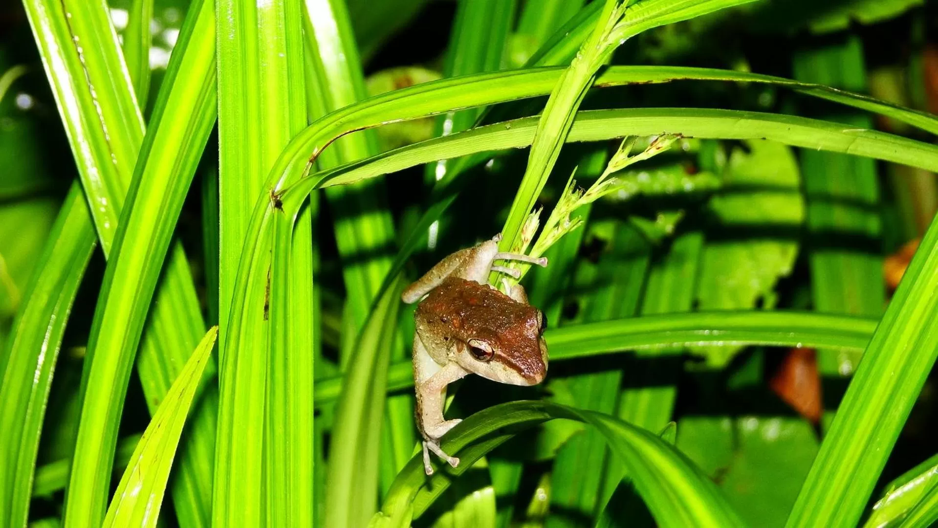 Animals in La Foresta Nature Resort