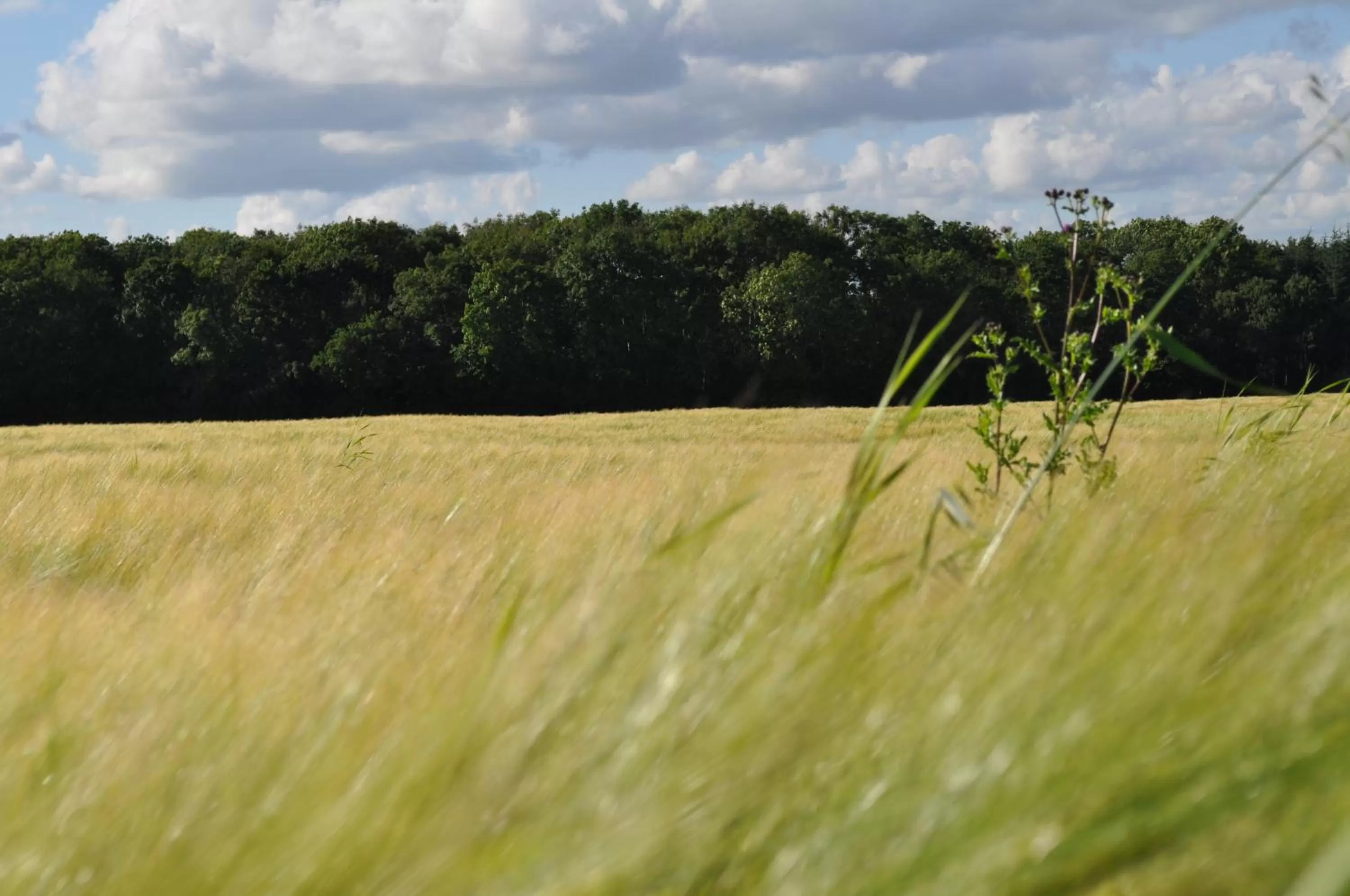 Area and facilities in Koebenhovedskov Bed & Breakfast